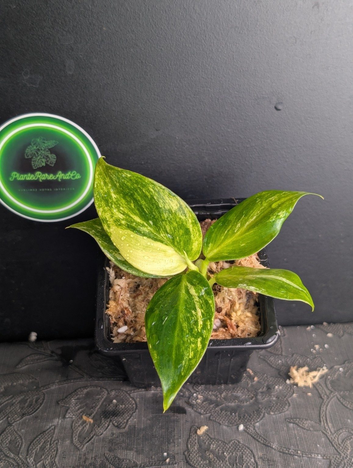 Philodendron Fresh Aurea — octobre 2026