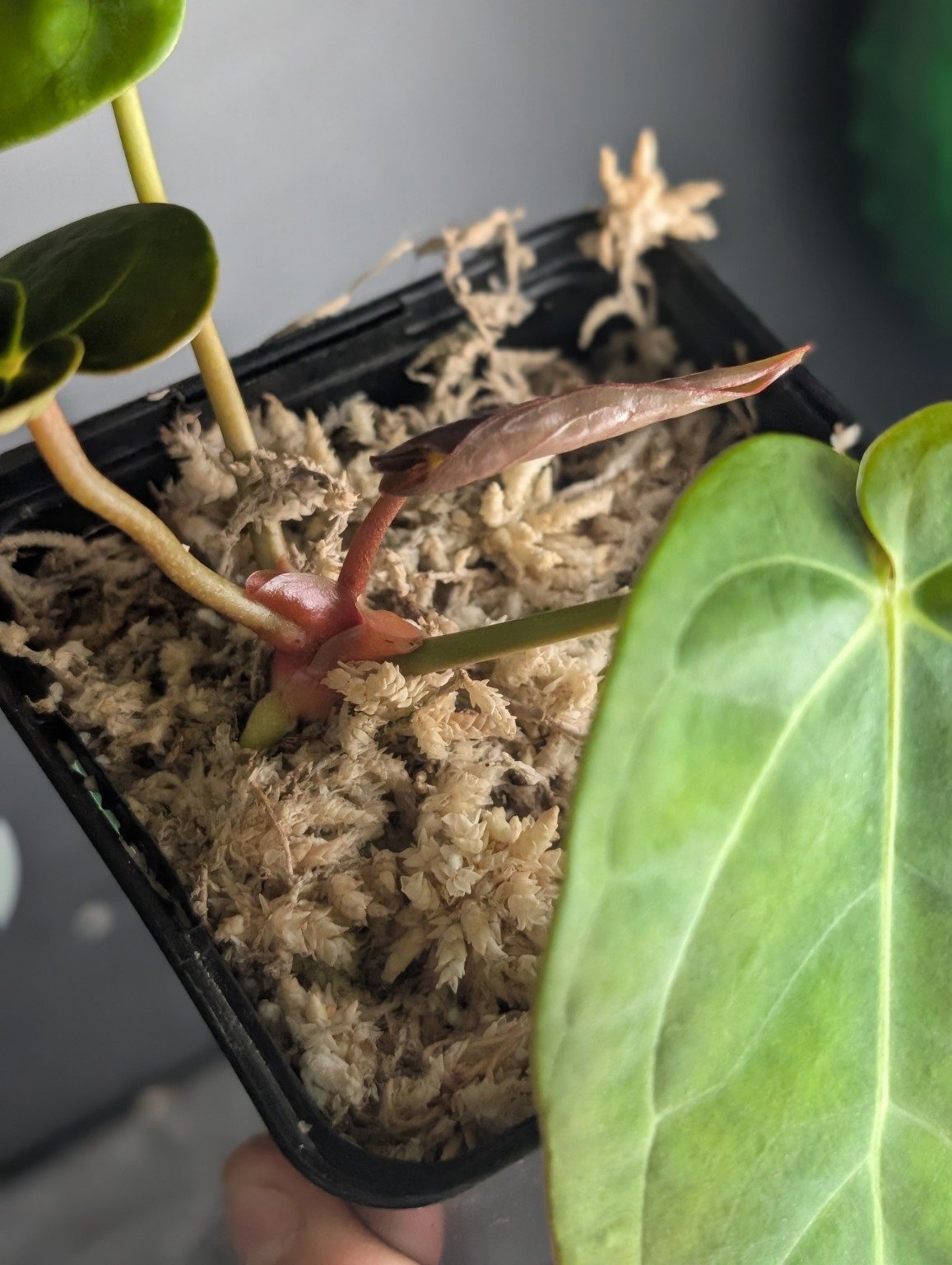 Anthurium Ace of Spades — plante unique, Ansicht 4