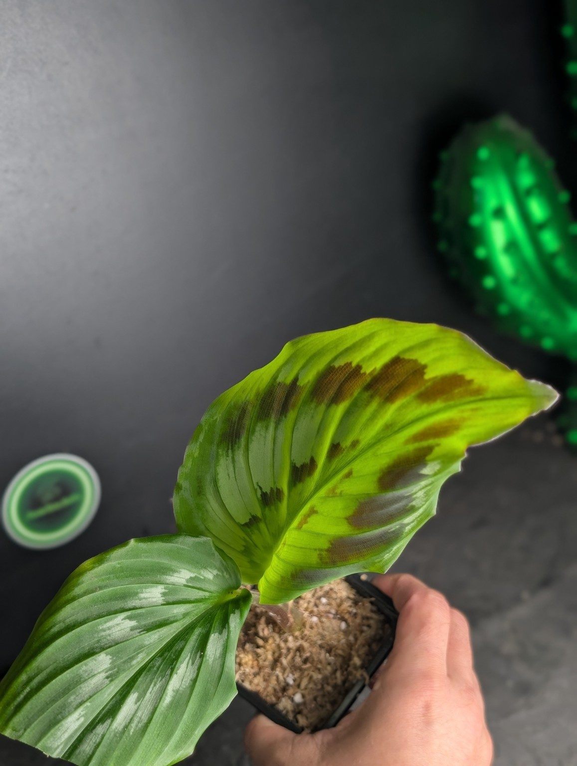 Kaempferia elegans ‘Shazam’ — n°1, Ansicht 3