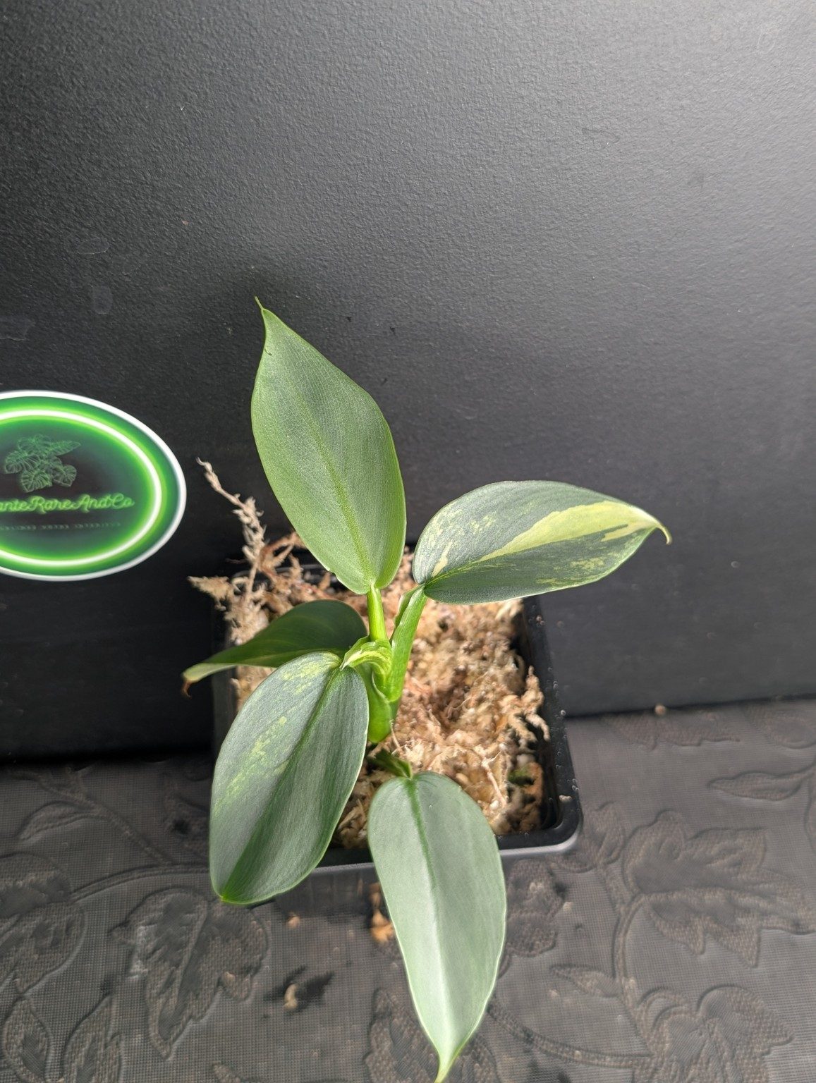 Philodendron Silver Sword Variegated — n°1