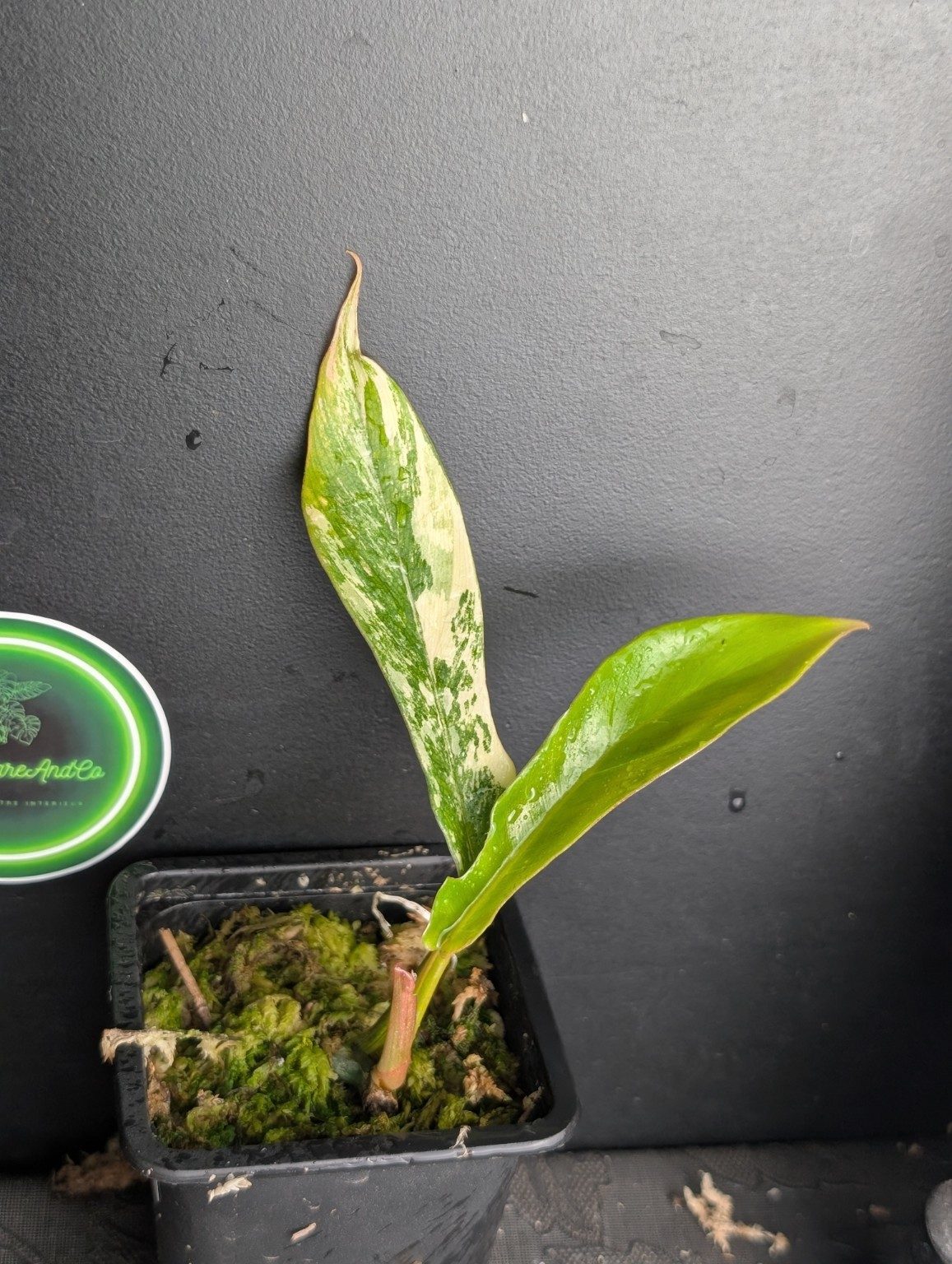 Philodendron Florida Beauty × Tortum Variegated