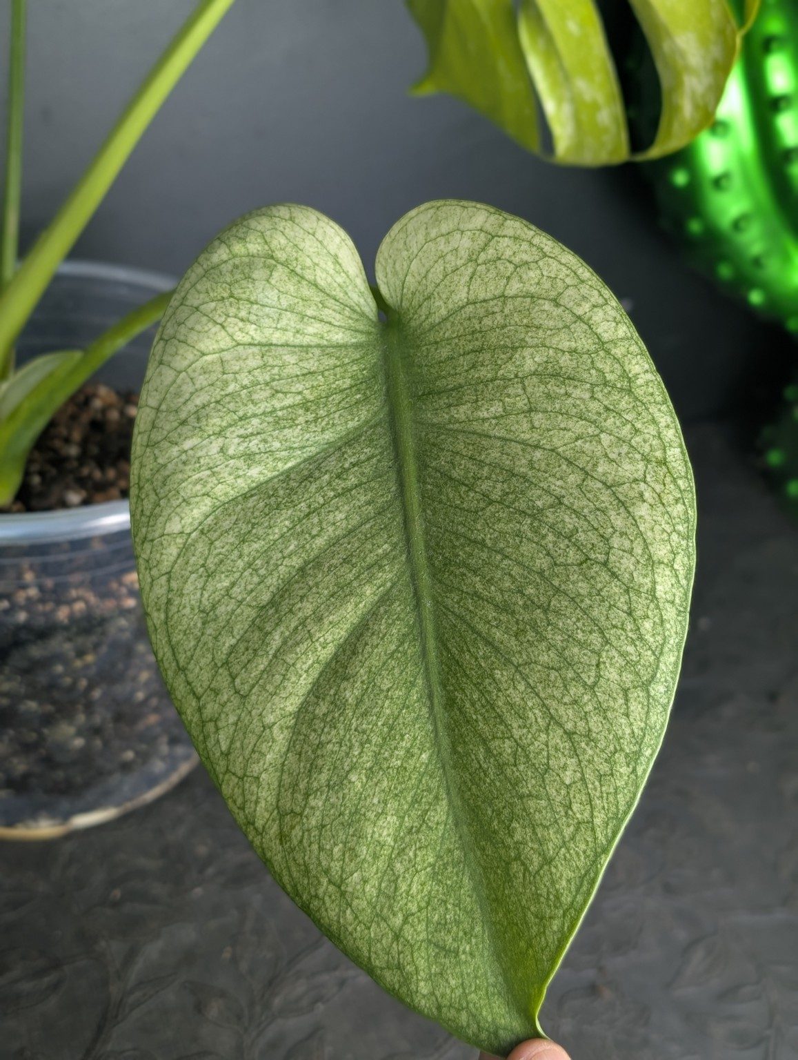 Monstera deliciosa Mint — plante unique, vista 3