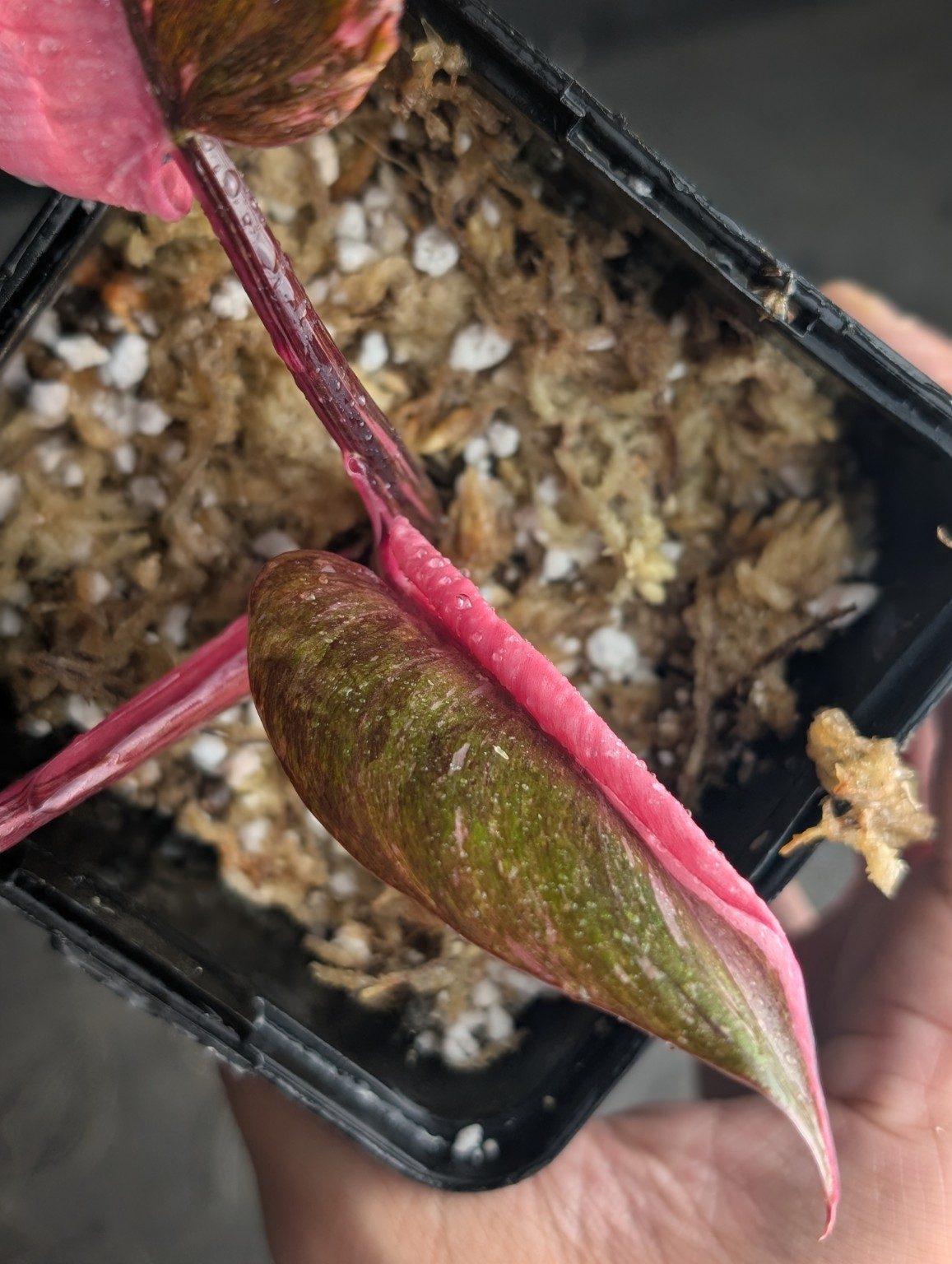 Philodendron Pink Mutation — 001, view 4