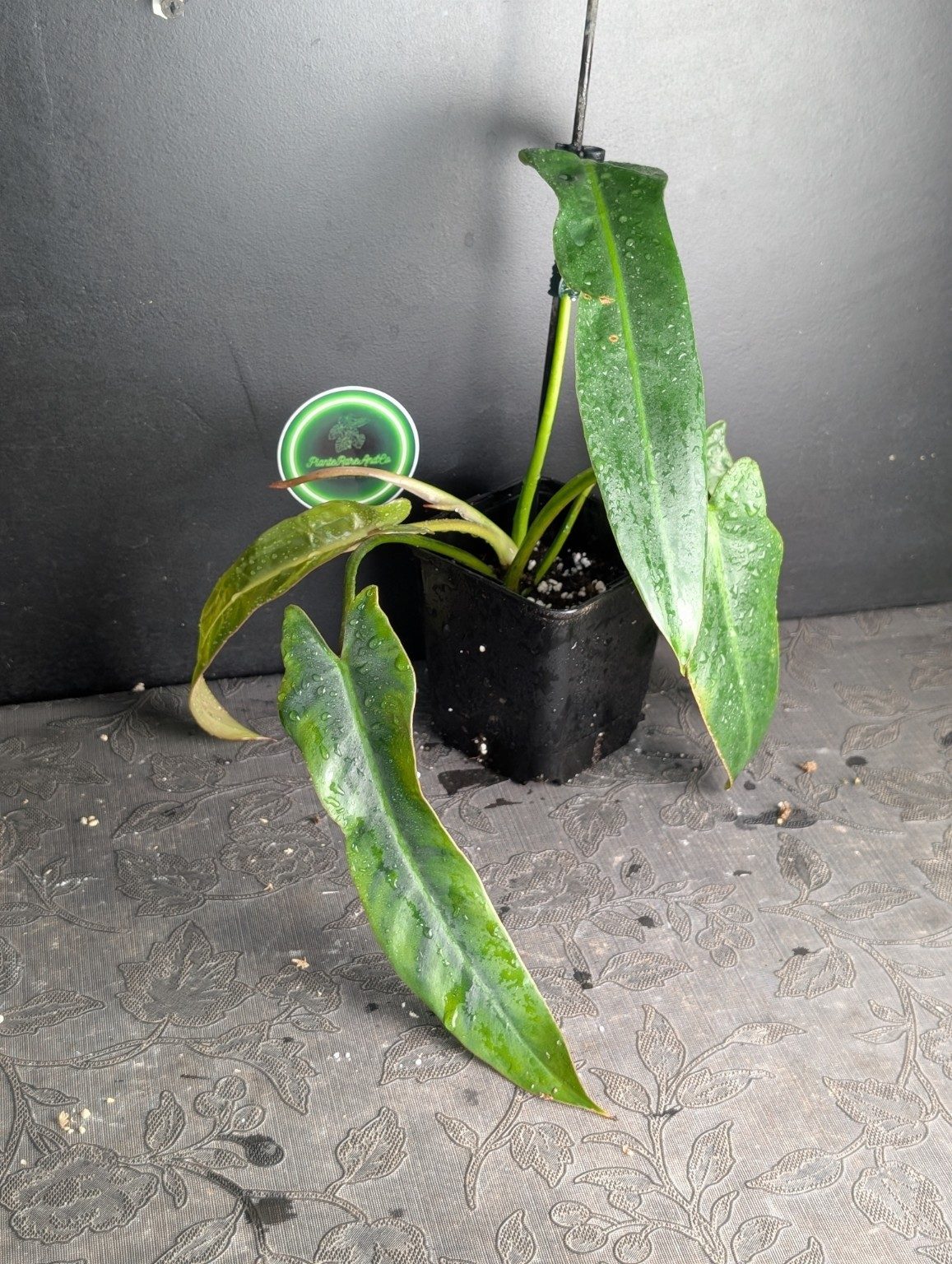 Philodendron spiritus-sancti — plantes uniques octobre 2026