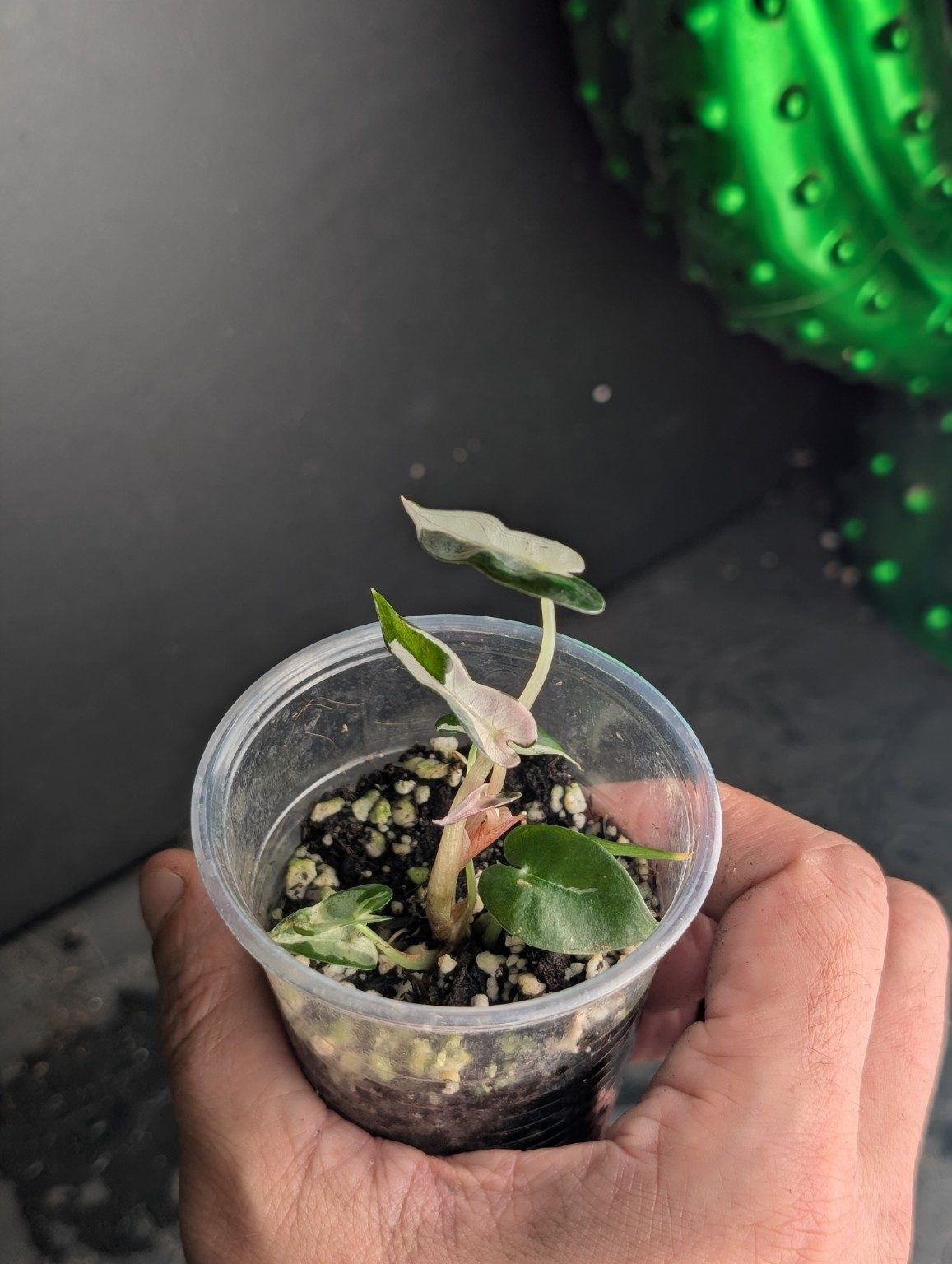 Alocasia Bambino ‘Lava’ – Plante panachée