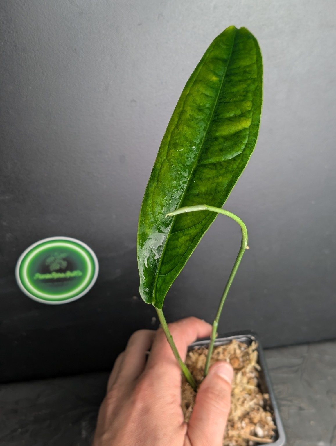 Monstera Yasuni — Spécimen 1, Ansicht 3