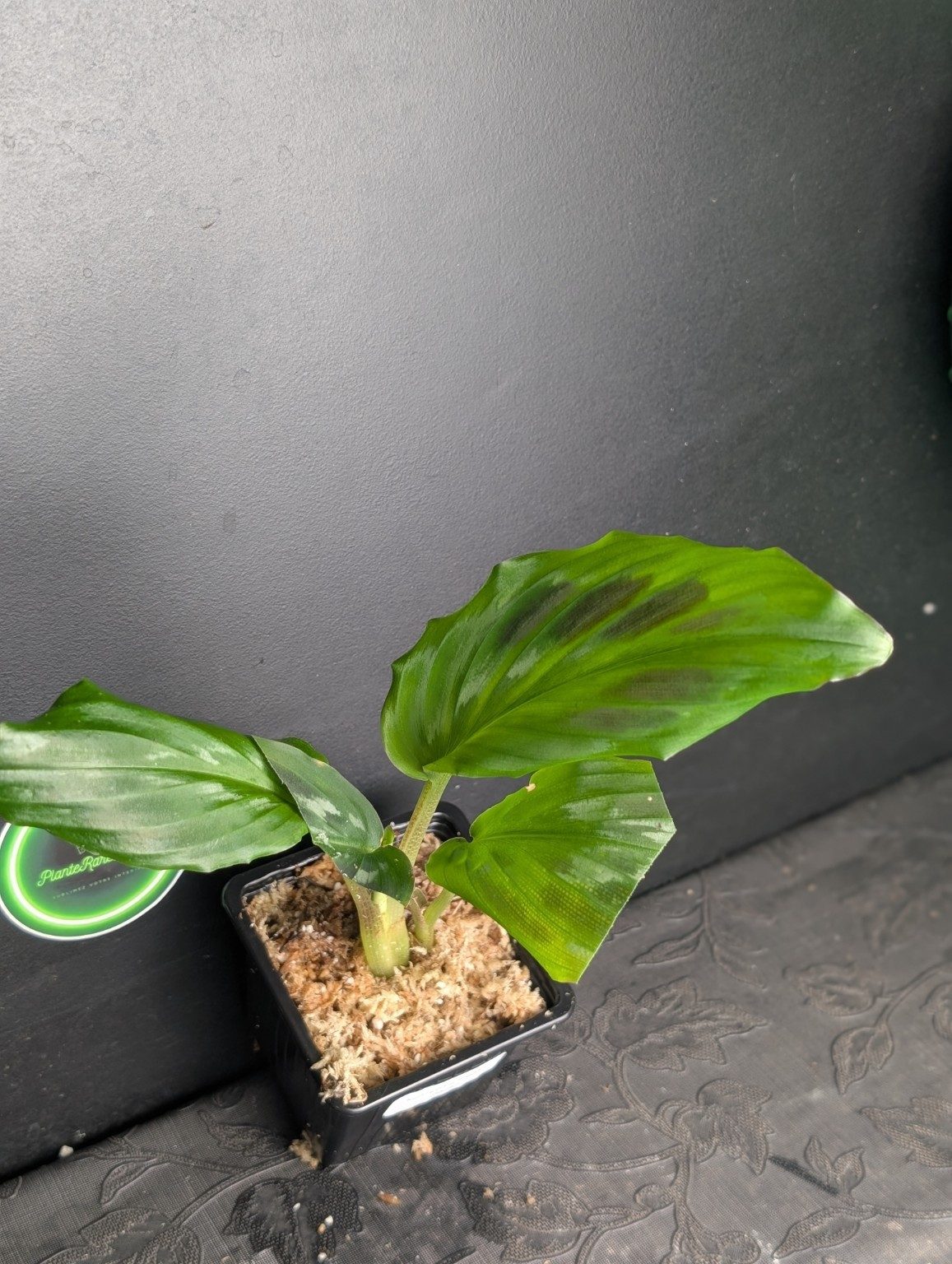 Kaempferia elegans ‘Shazam’ — n°2
