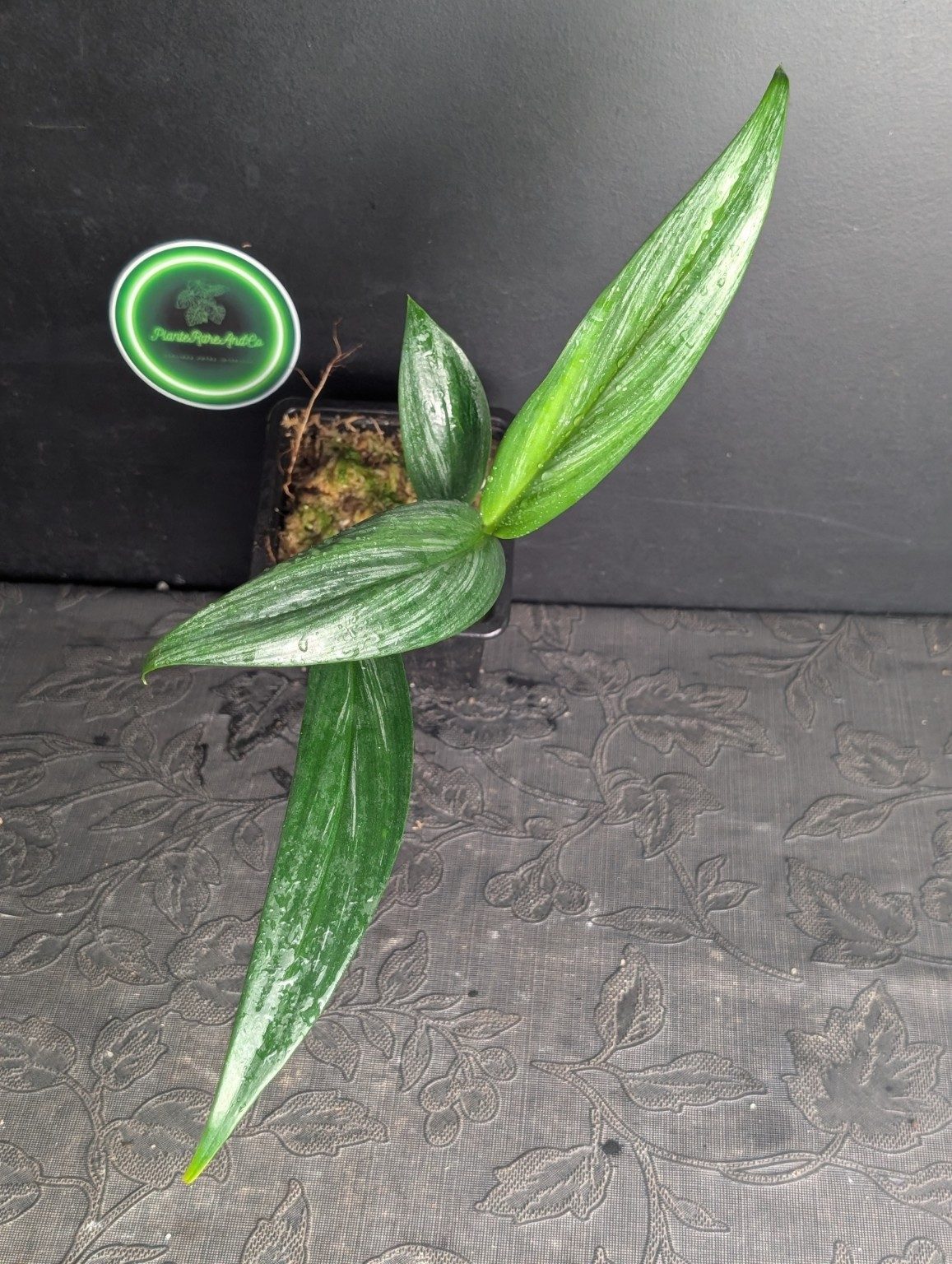 Epipremnum amplissimum Silver Variegated — n°1