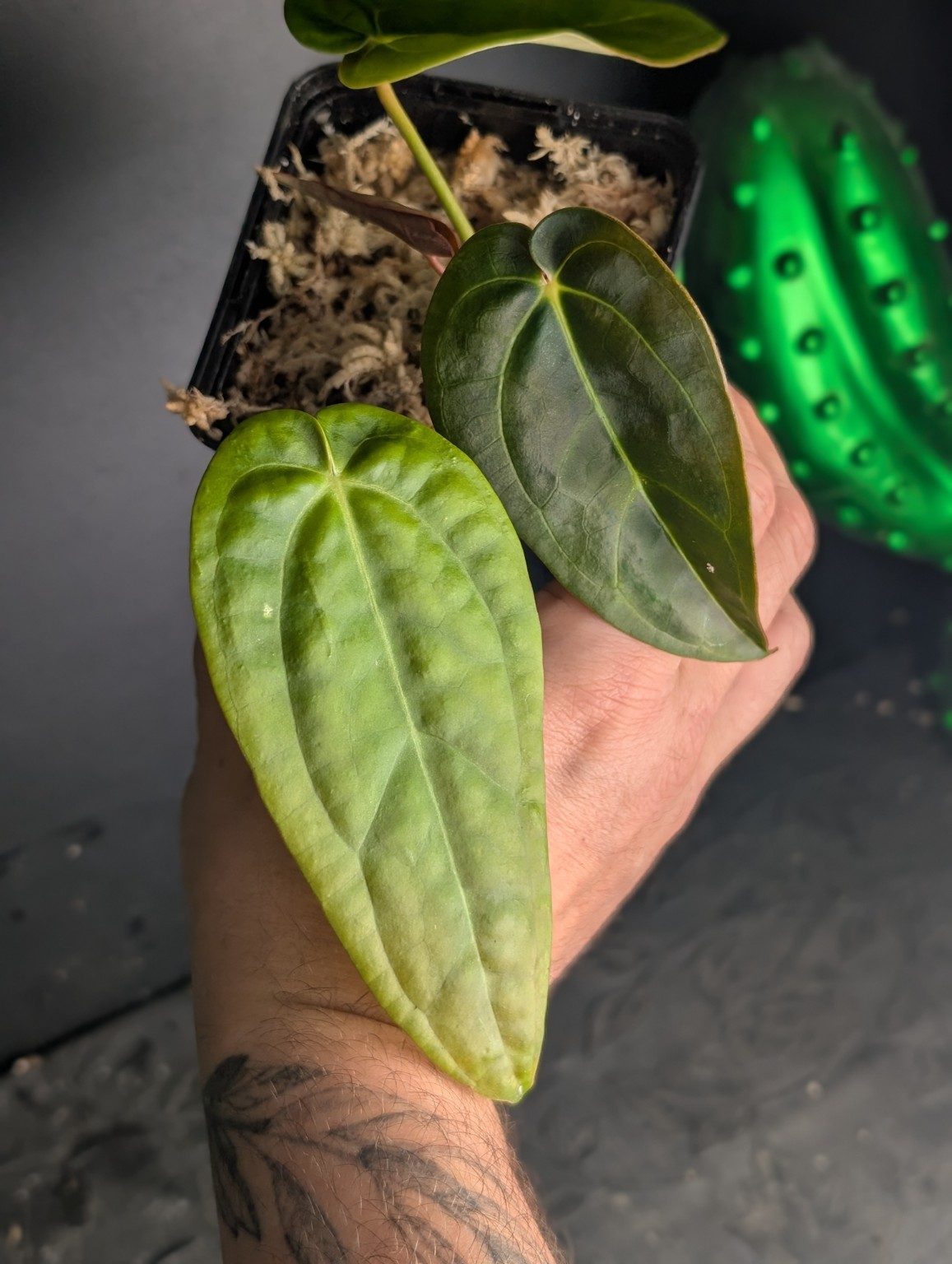 Anthurium Ace of Spades — plante unique, Ansicht 2