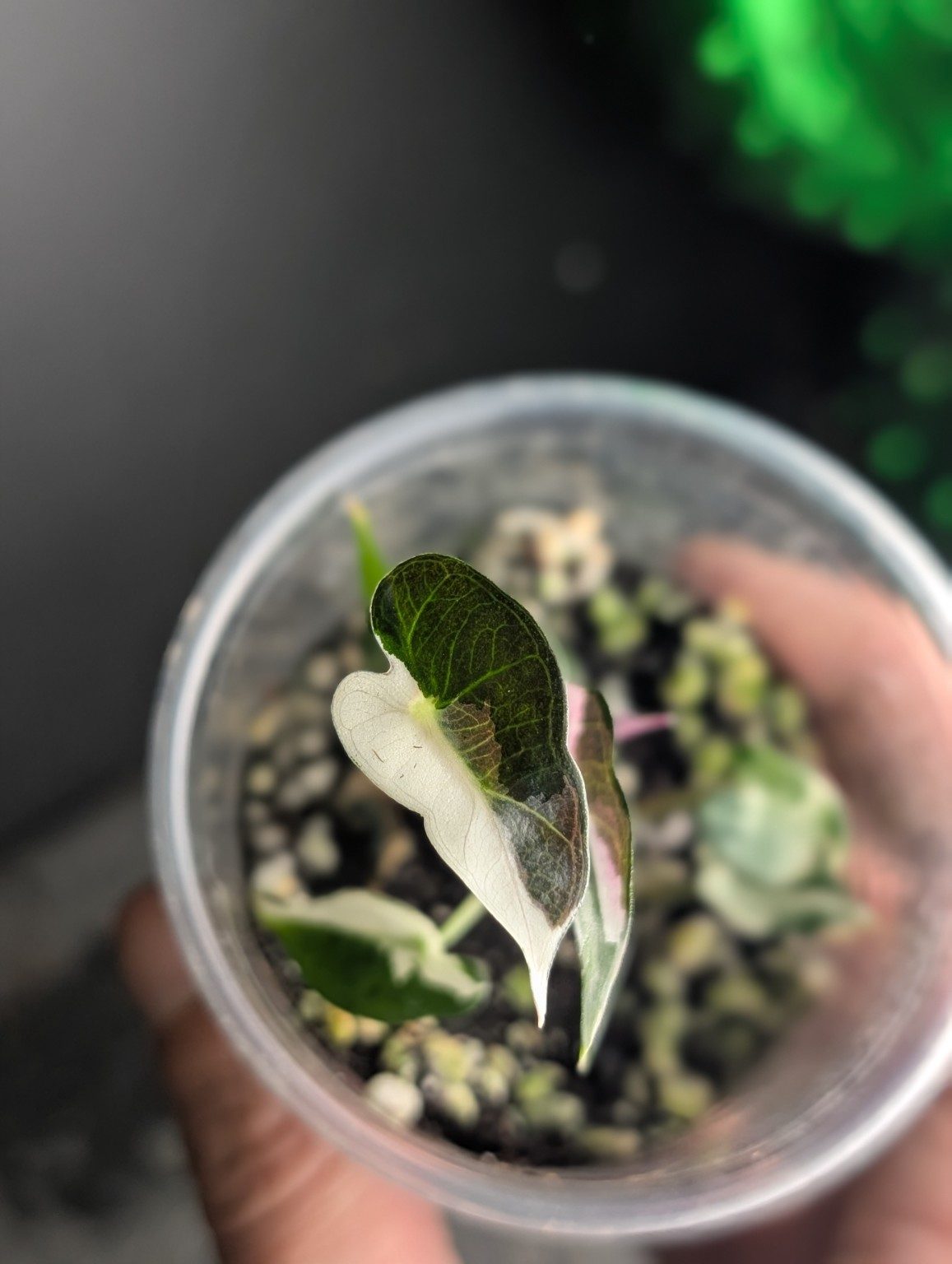 Alocasia Bambino ‘Lava’ – Plante panachée, Ansicht 3