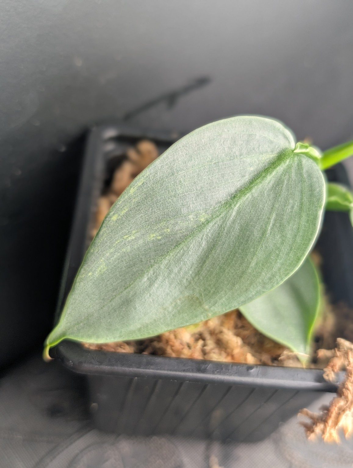 Philodendron Silver Sword Variegated — n°2, Ansicht 3