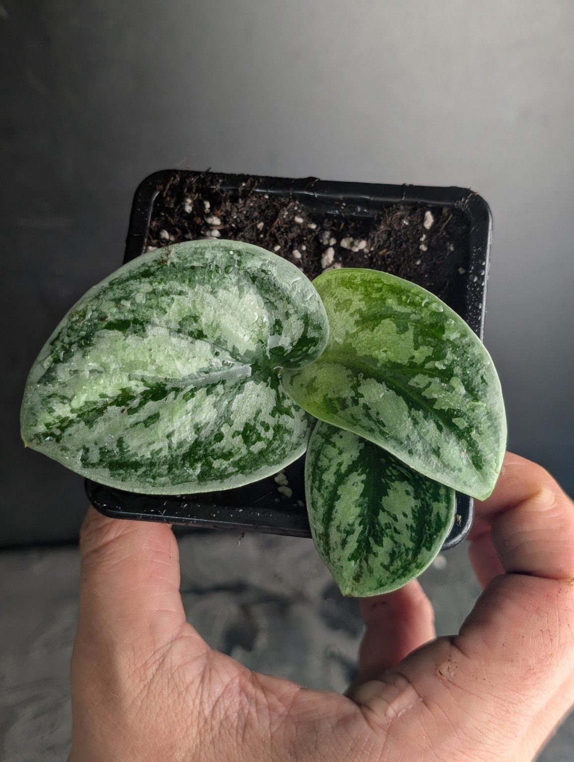 Miniature — Scindapsus Silver Army Tricolor, vue 3