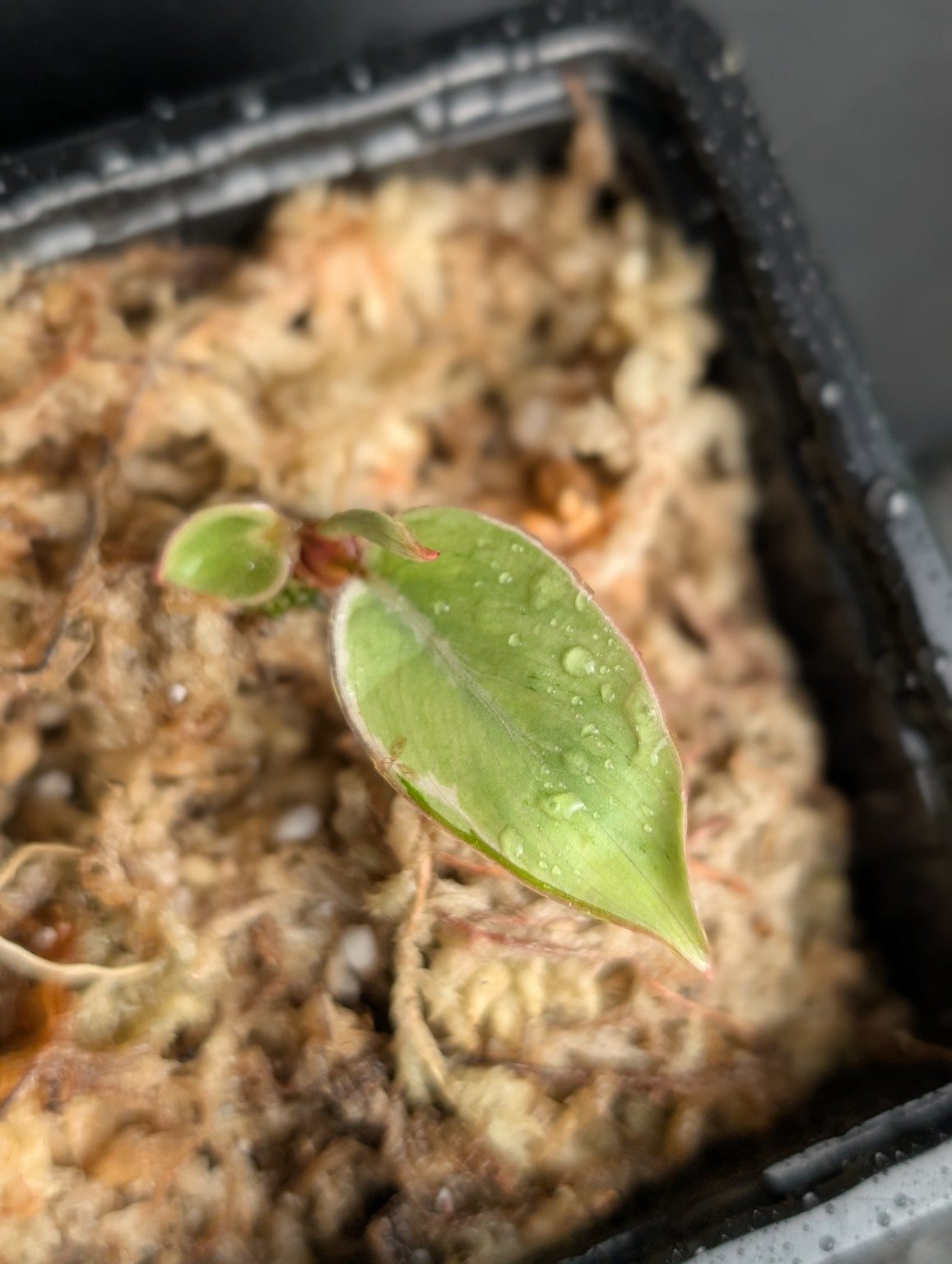 Philodendron Shady Lady — n°3, Ansicht 2