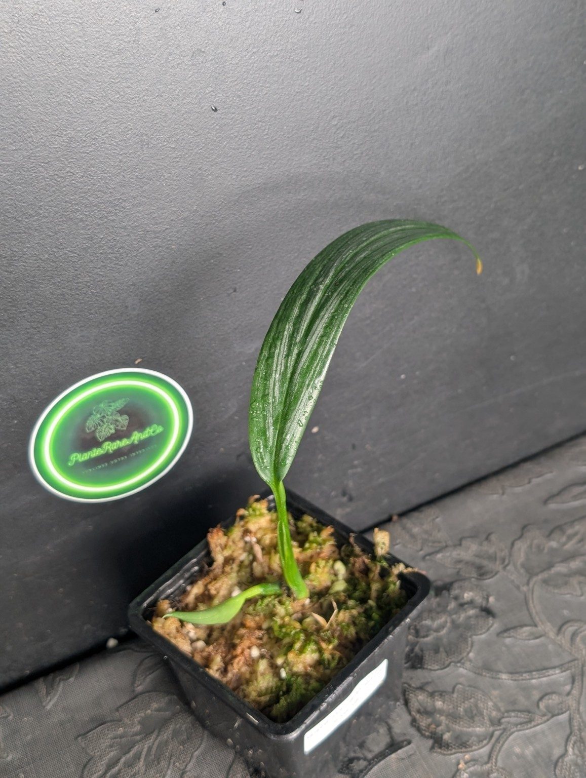 Epipremnum amplissimum Silver Variegated — n°2