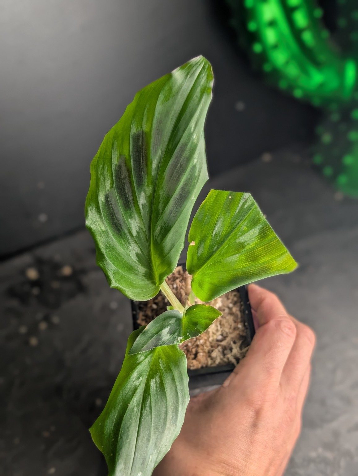 Kaempferia elegans ‘Shazam’ — n°2, Ansicht 2