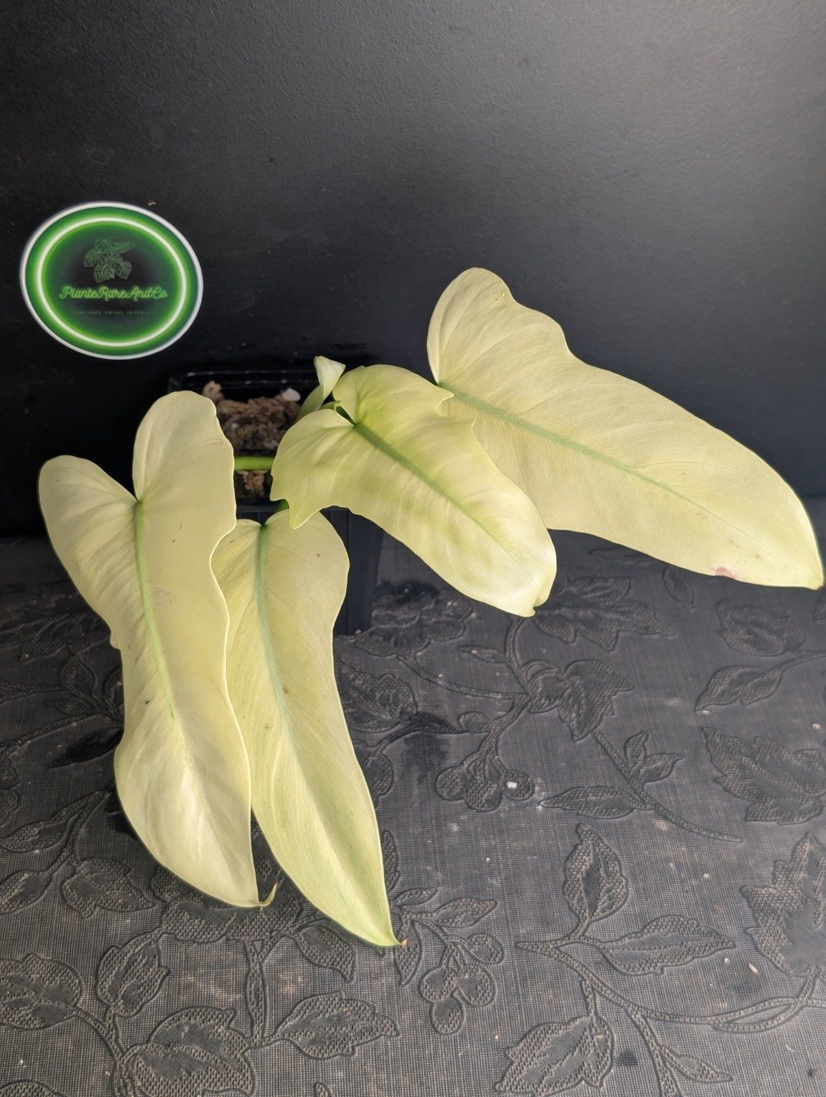 Philodendron Golden Dragon Mint Variegated