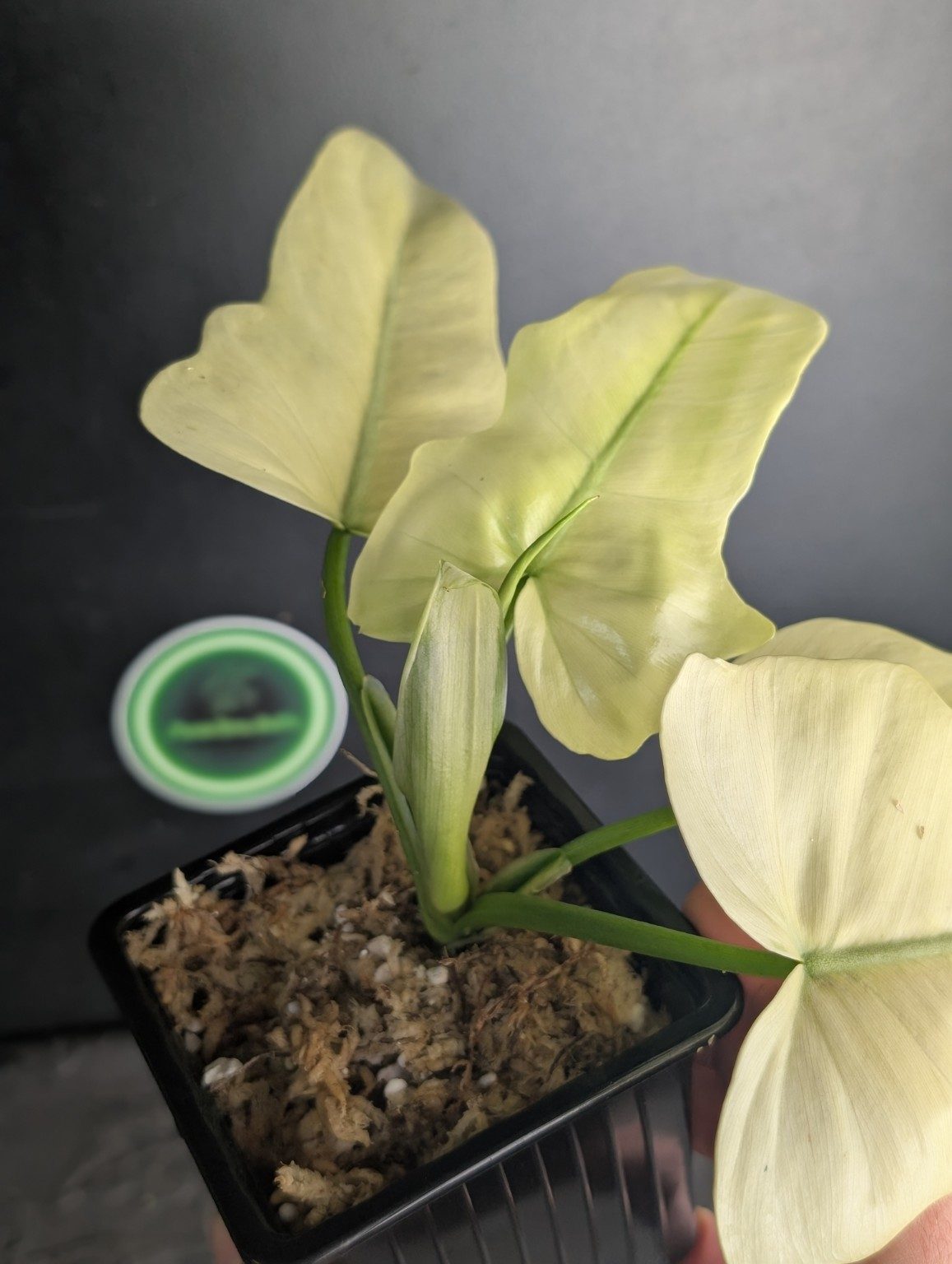 Philodendron Golden Dragon Mint Variegated — Exemplar Nr. 1, Ansicht 4