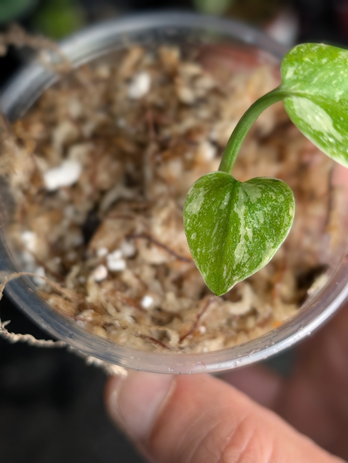 Monstera Cream Cheese — Spécimen 3, Ansicht 3