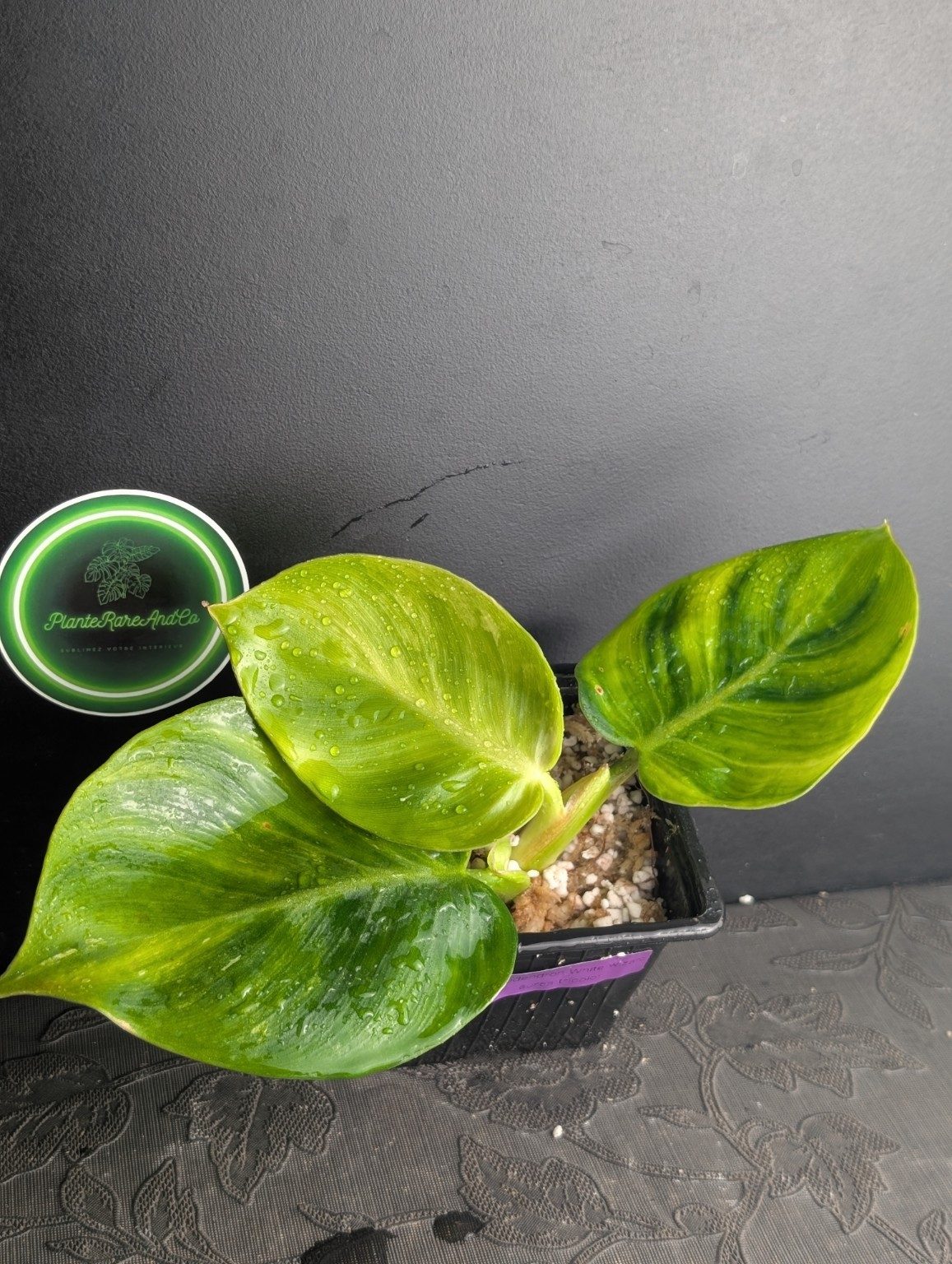 Philodendron White Wizard Aurea Tricolor — octobre 2026