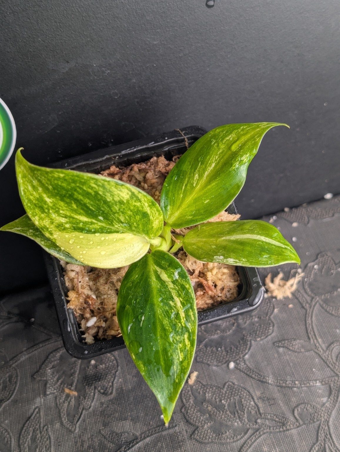 Philodendron Fresh Aurea — octobre 2026 — Spécimen 001, Ansicht 3