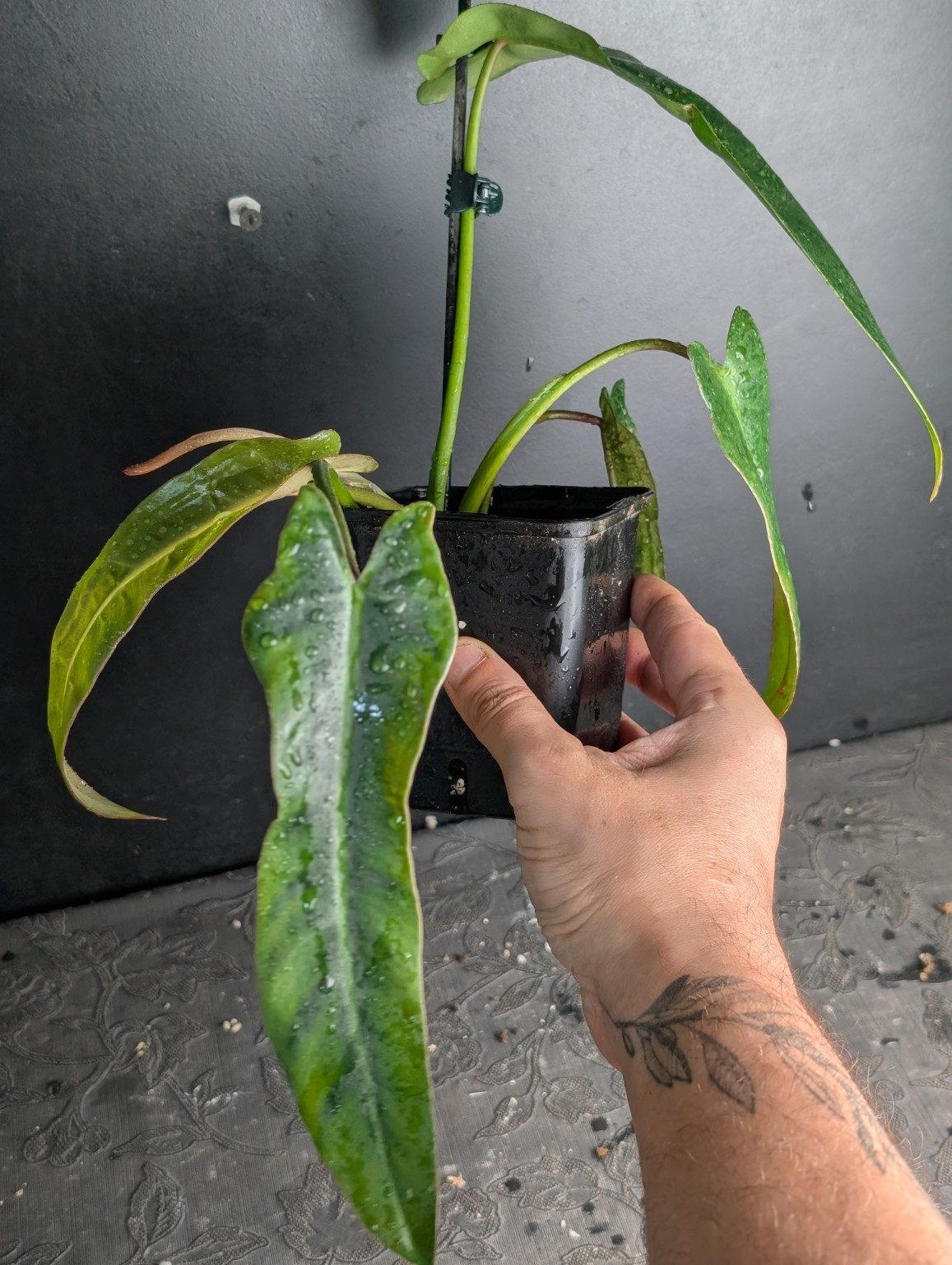 Philodendron spiritus-sancti — plantes uniques octobre 2026 — Spécimen 003, Ansicht 3