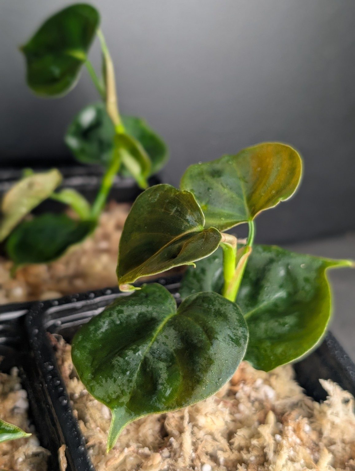 Philodendron lupina