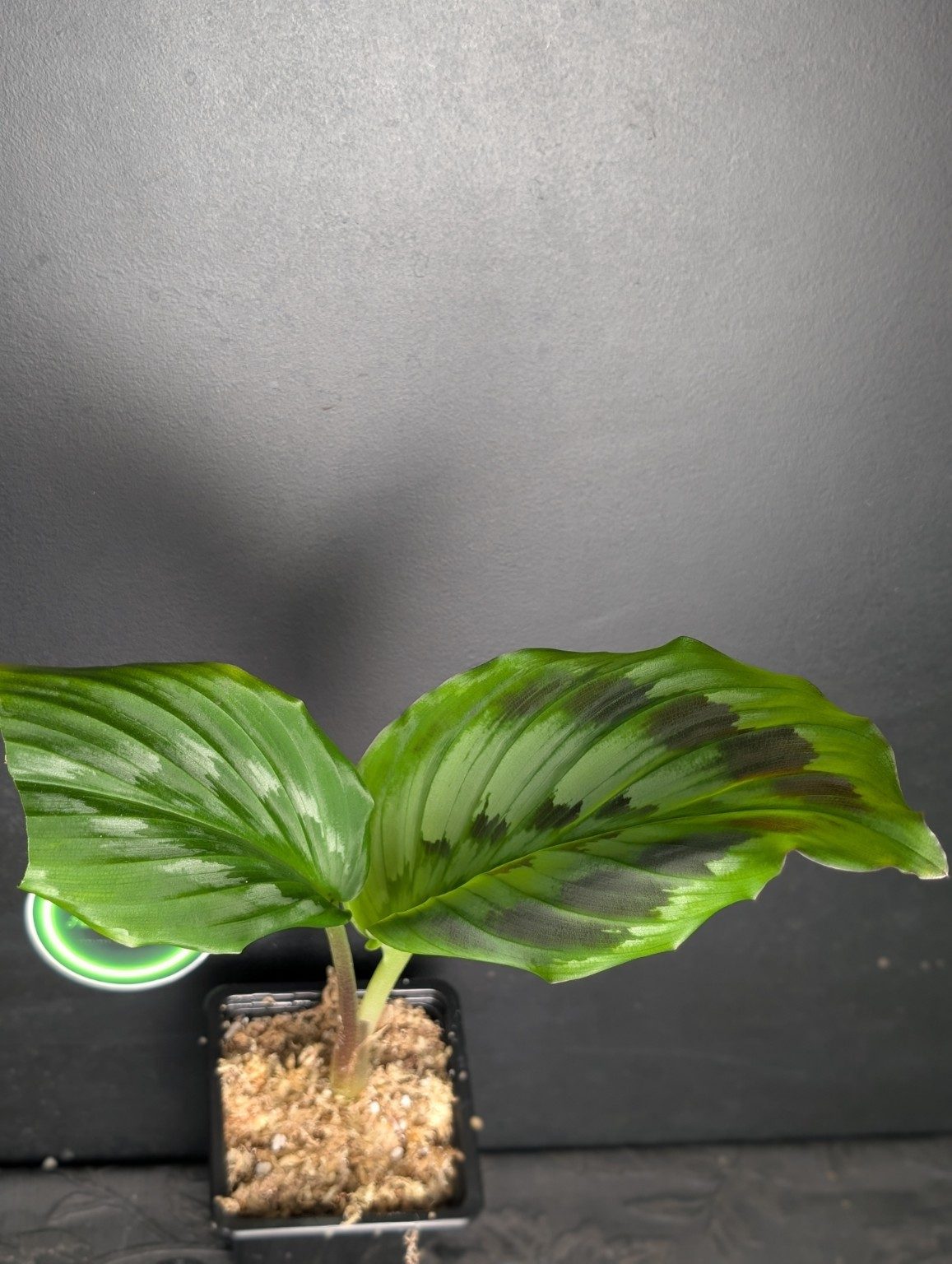 Kaempferia elegans ‘Shazam’ — n°1