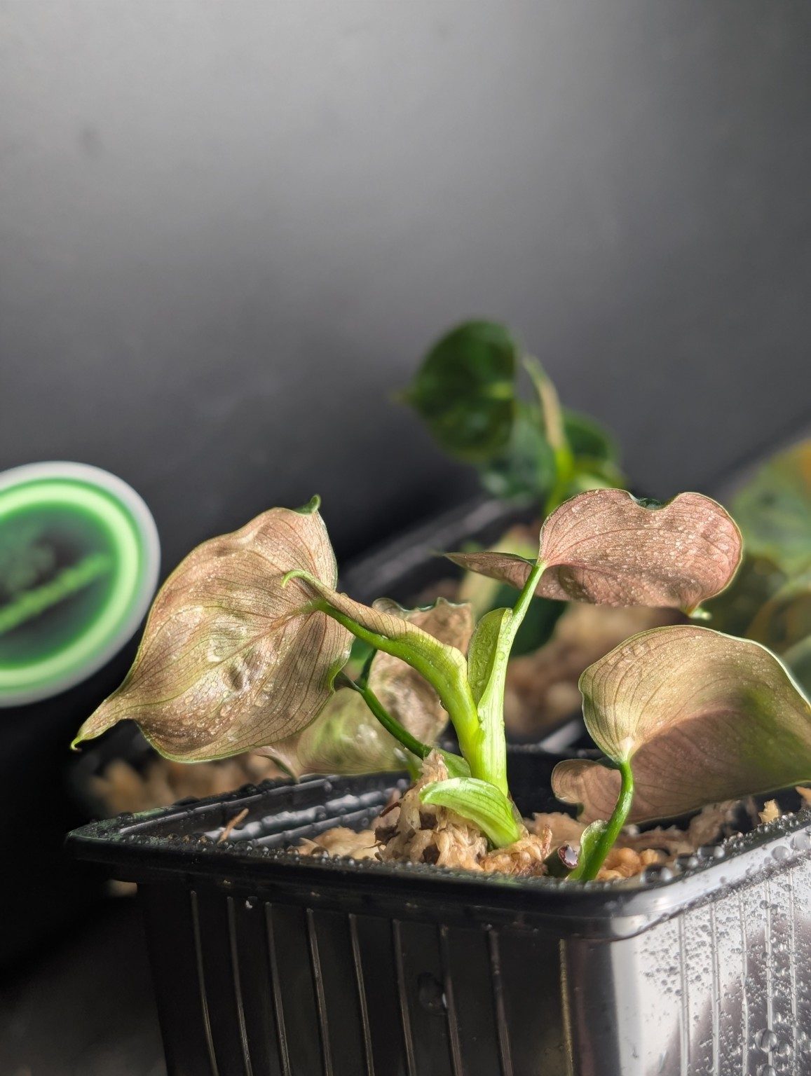 Philodendron lupina, view 4