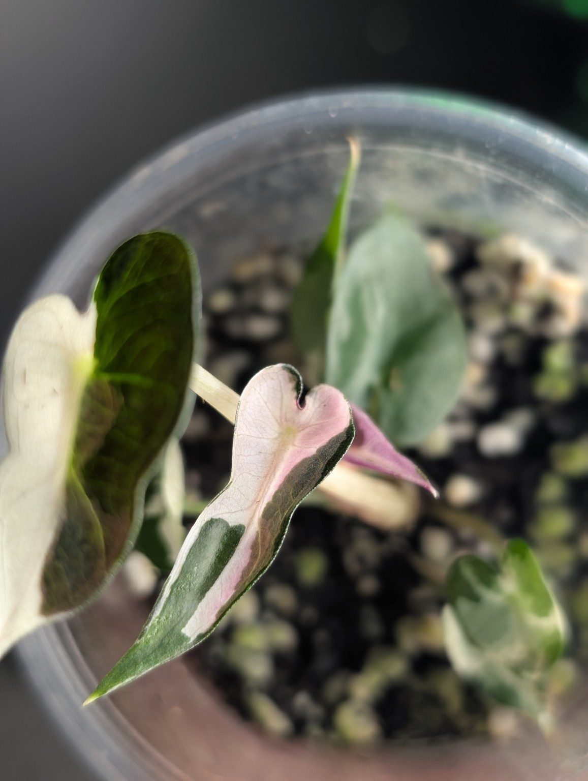 Alocasia Bambino ‘Lava’ – Plante panachée, Ansicht 2