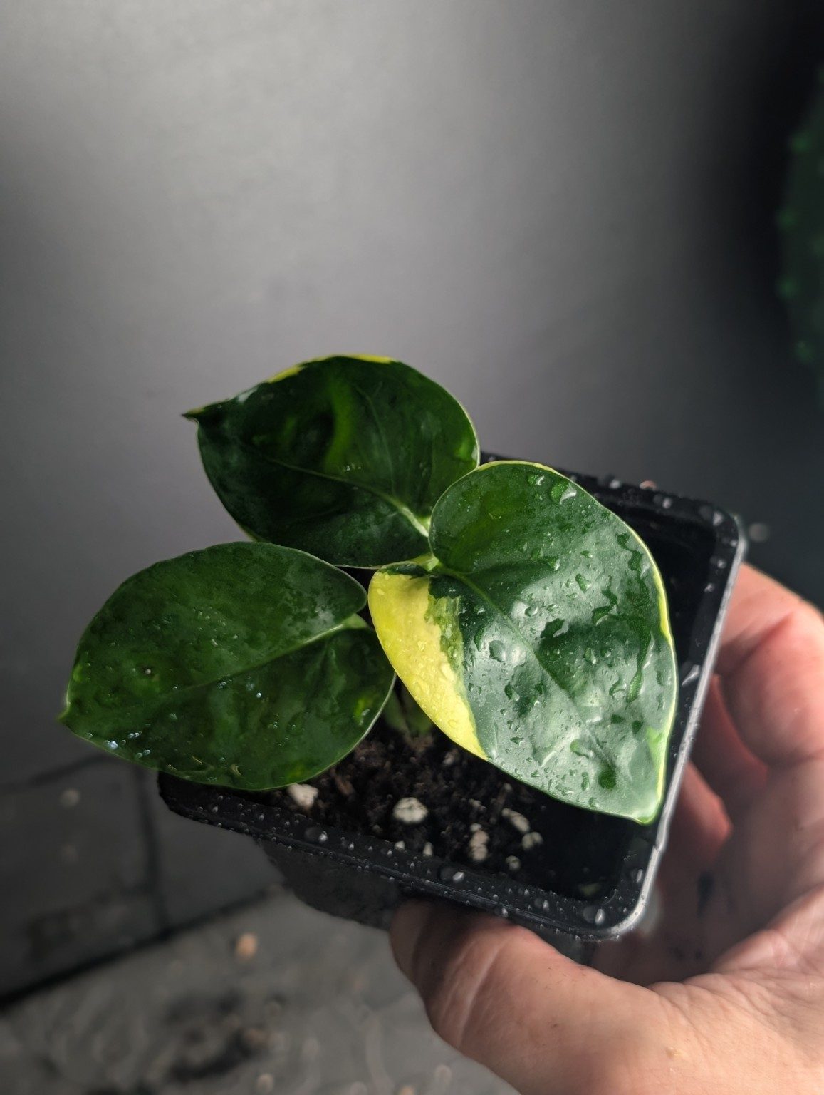 Epipremnum 'Poonsin' — plante unique n°5, Ansicht 3