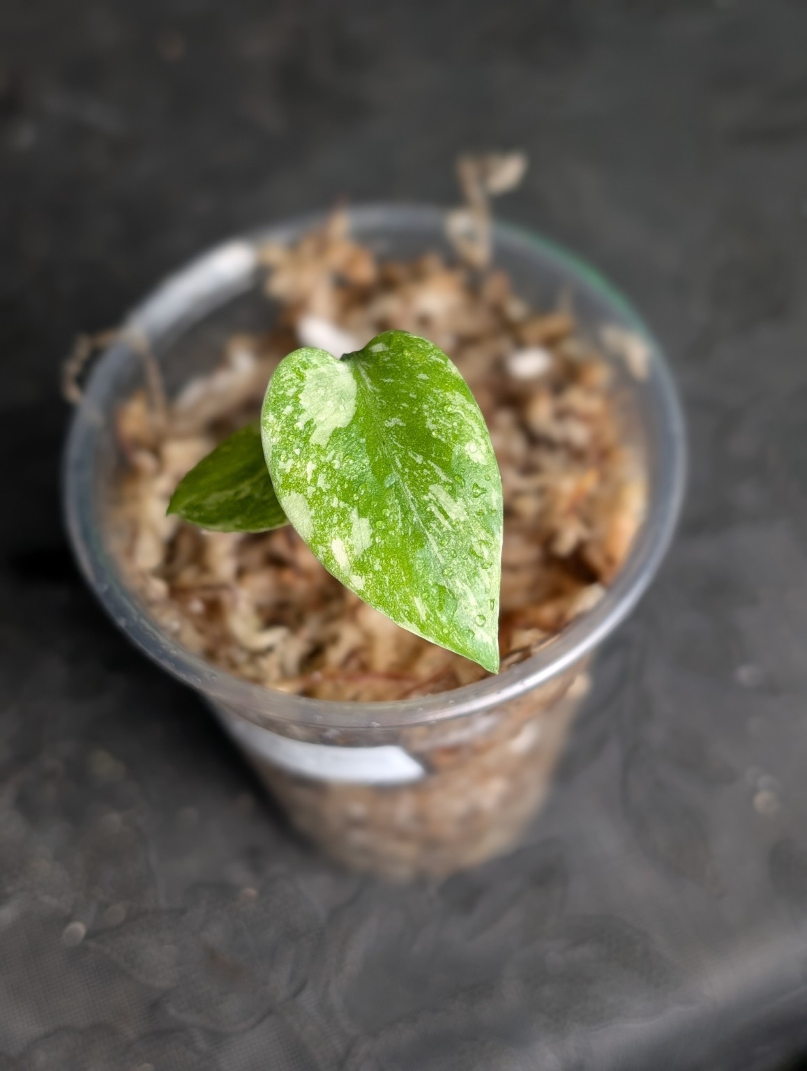 Monstera Cream Cheese
