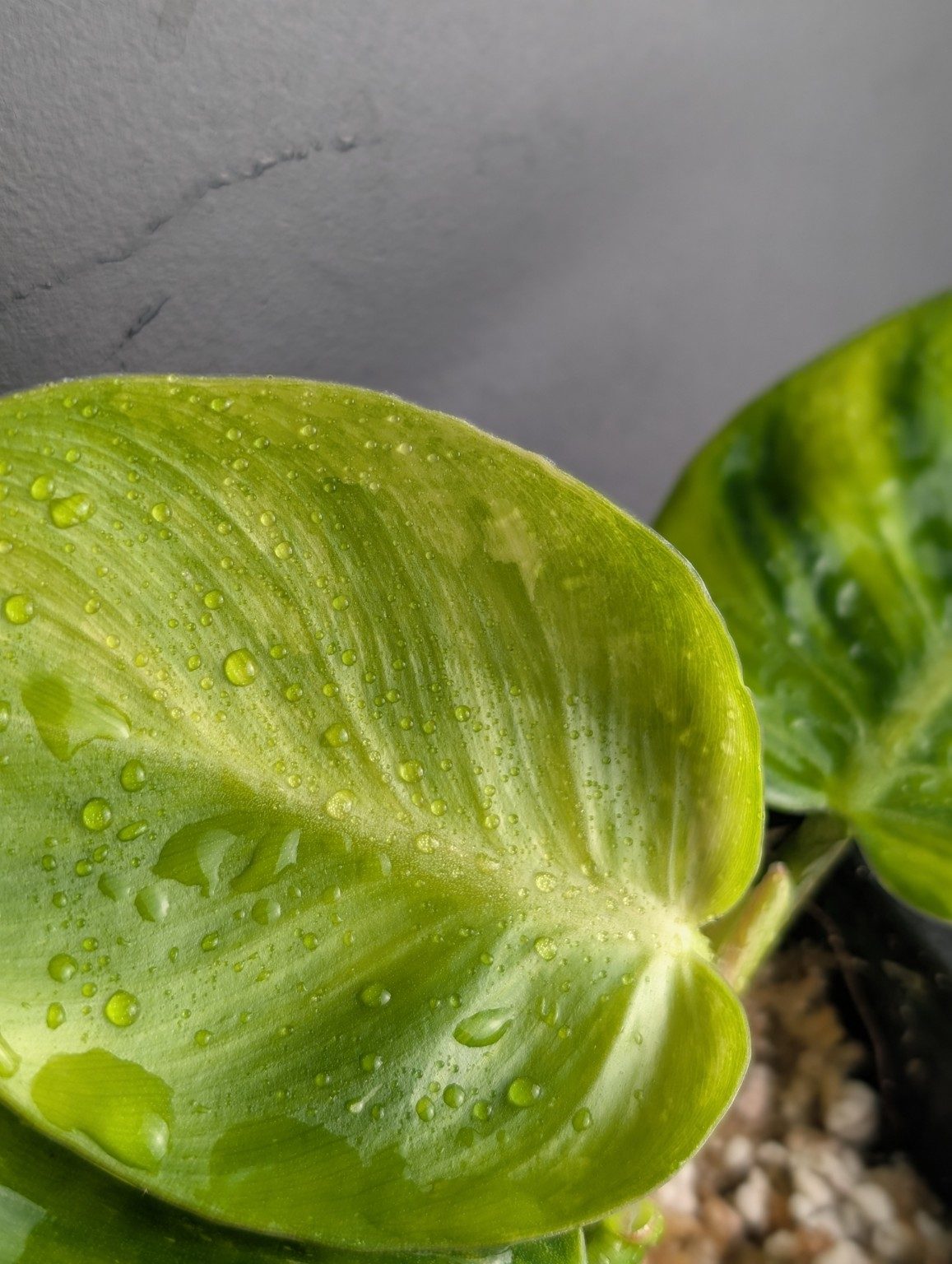Philodendron White Wizard Aurea Tricolor — octobre 2026 — Spécimen 002, Ansicht 2