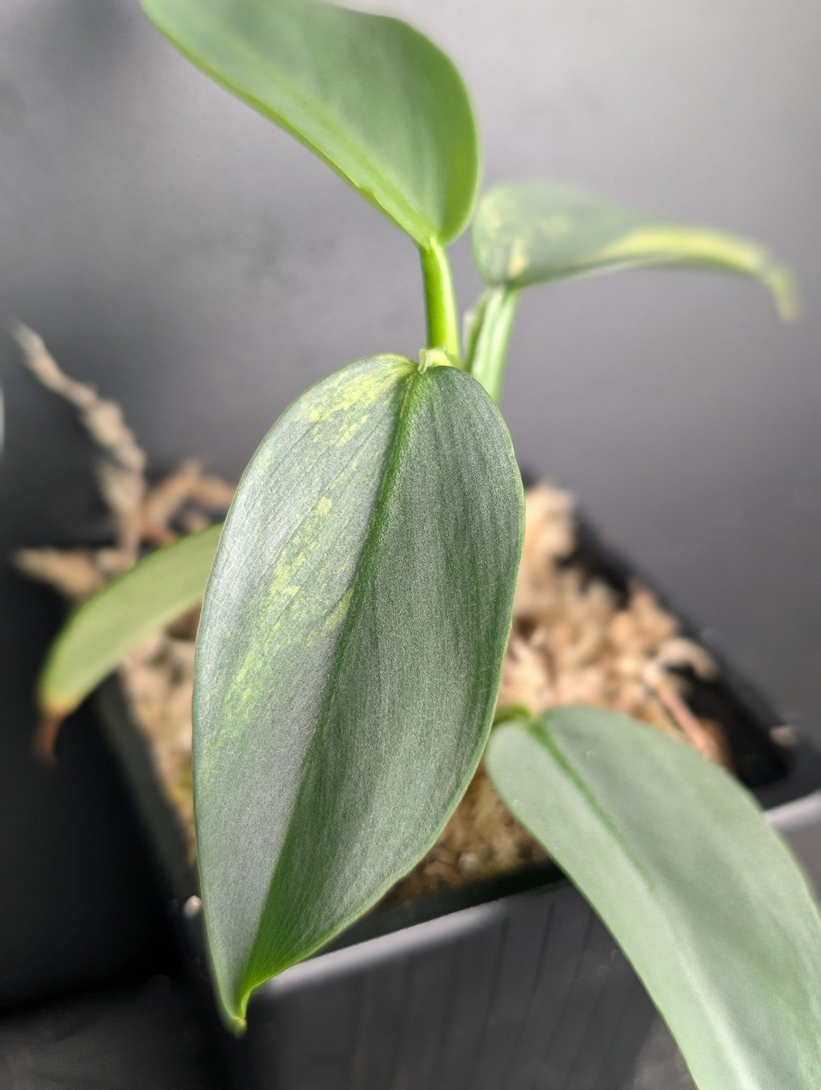 Philodendron Silver Sword Variegated — n°1, view 3