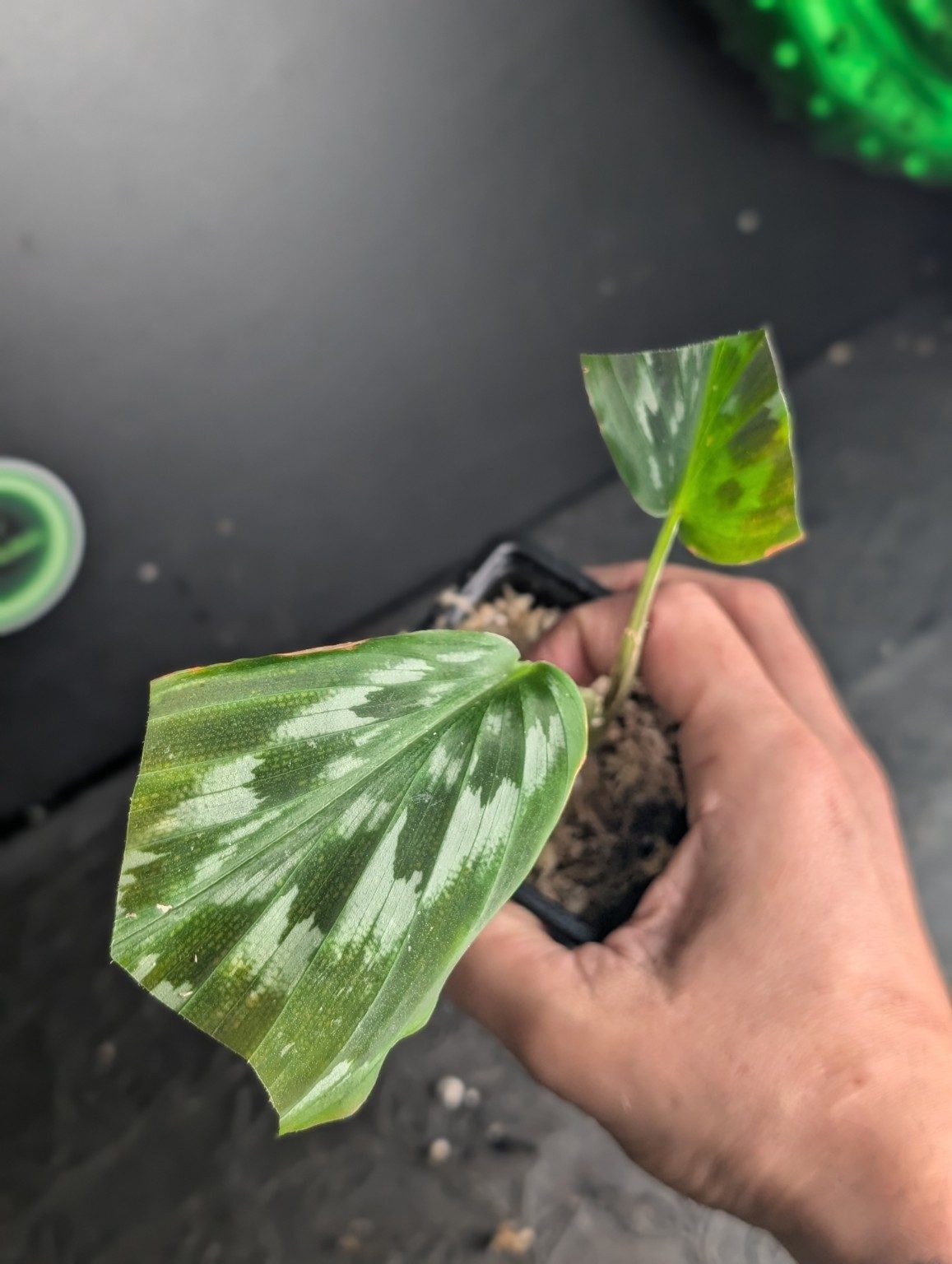 Kaempferia elegans ‘Shazam’ — n°4, Ansicht 3
