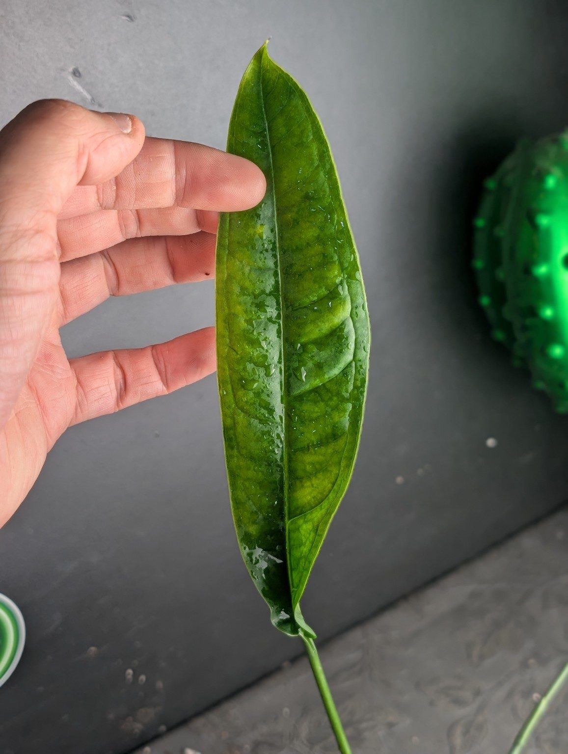 Monstera Yasuni — Spécimen 1, Ansicht 2
