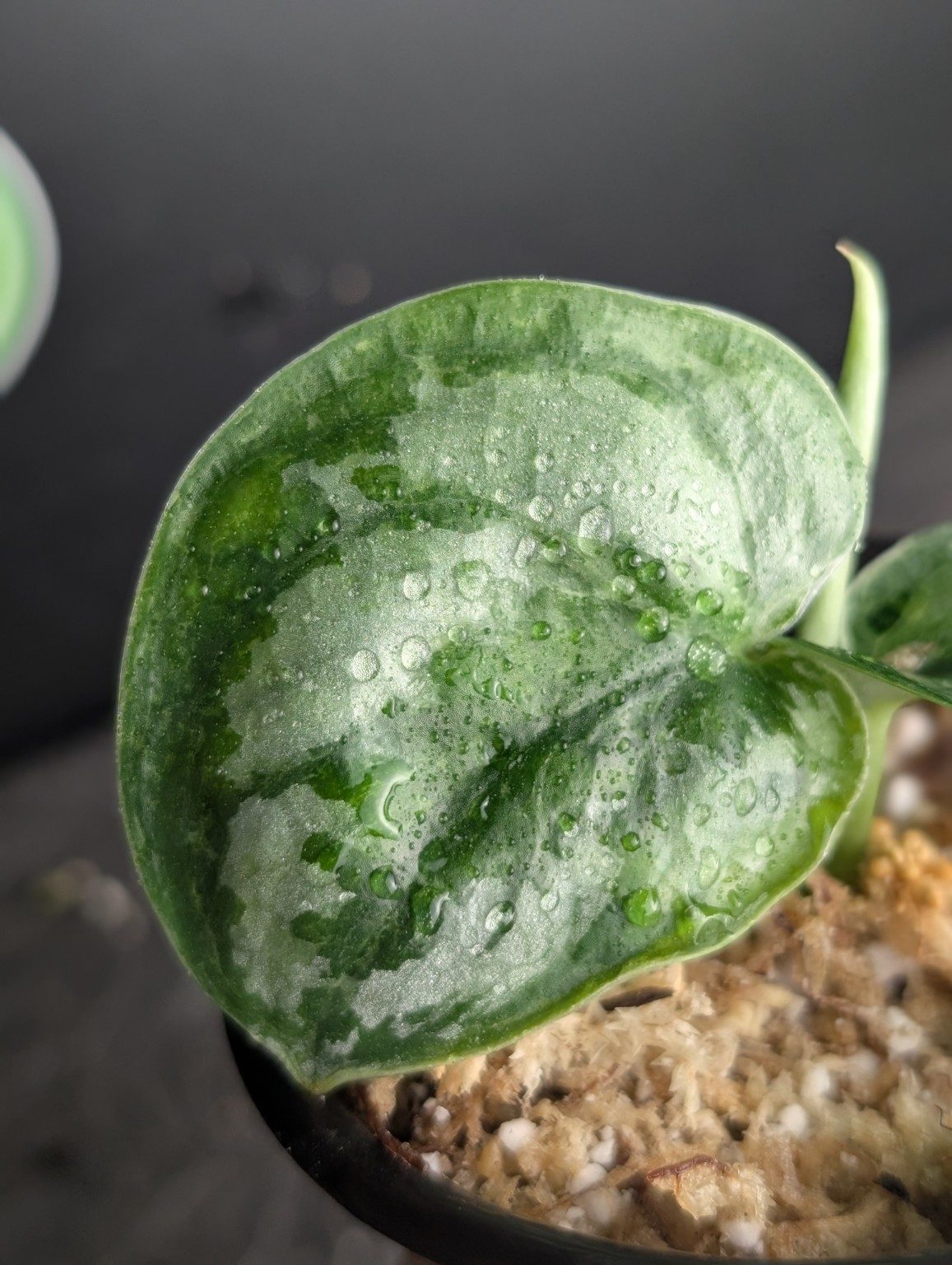 Scindapsus Exotica Mejile — 001, Ansicht 3