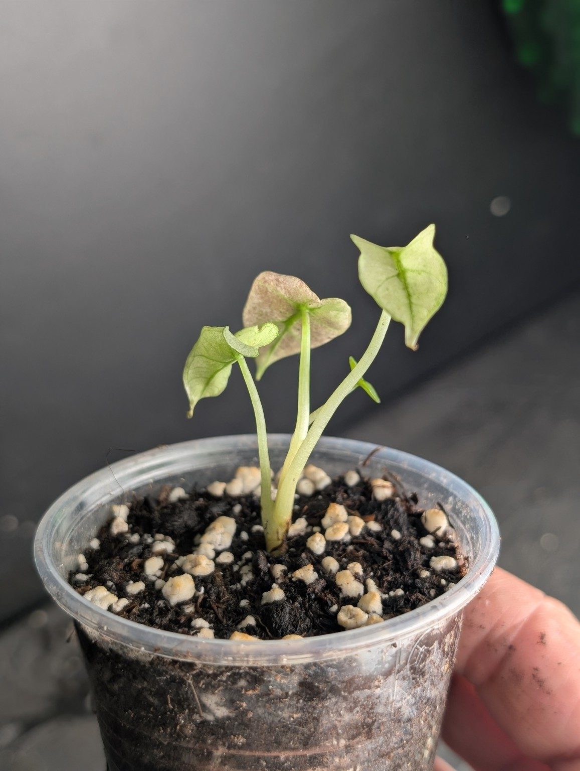 Alocasia Pink Ghost Mint — Exemplar Nr. 3, Ansicht 4