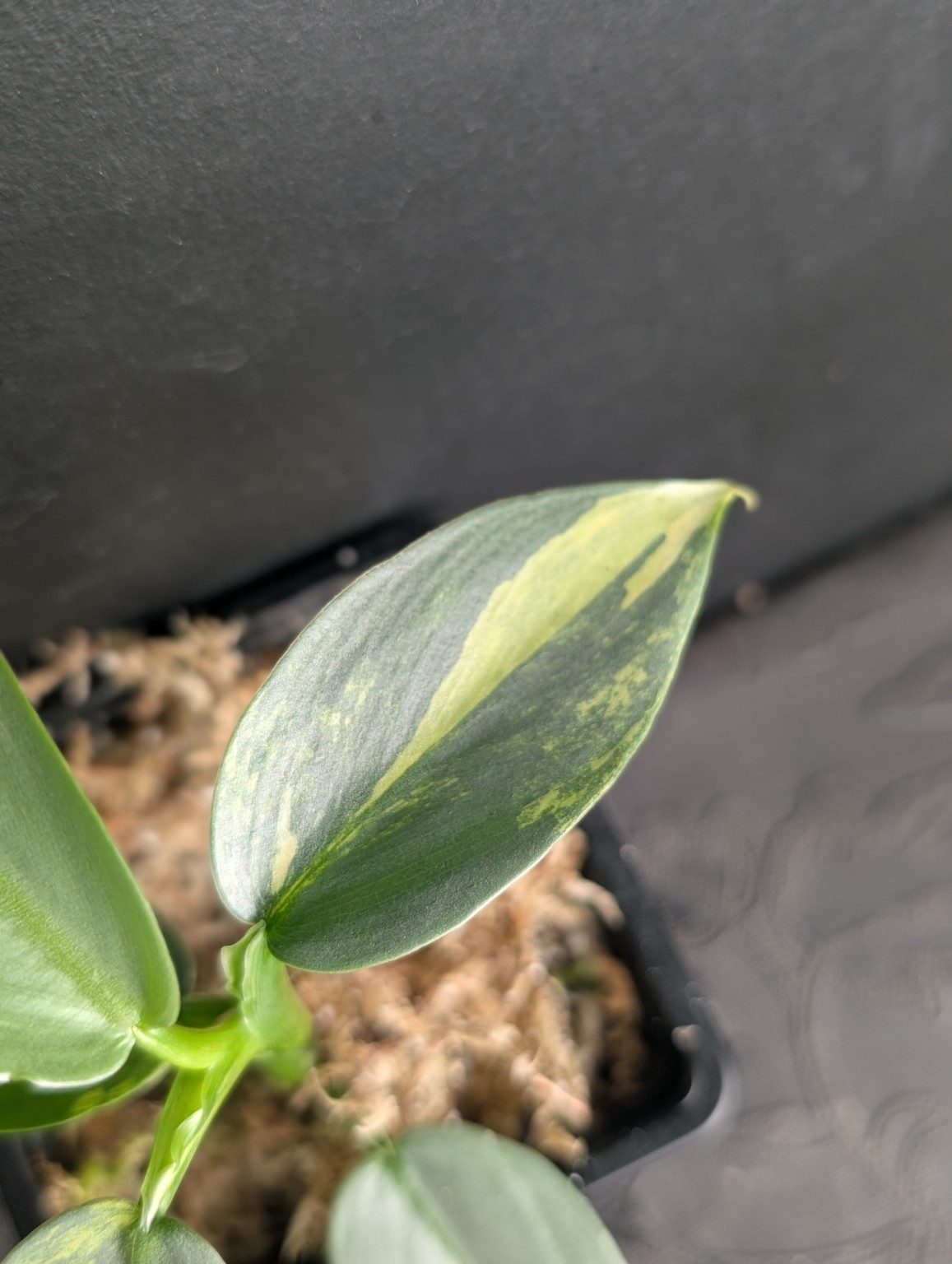 Philodendron Silver Sword Variegated — n°1, view 2