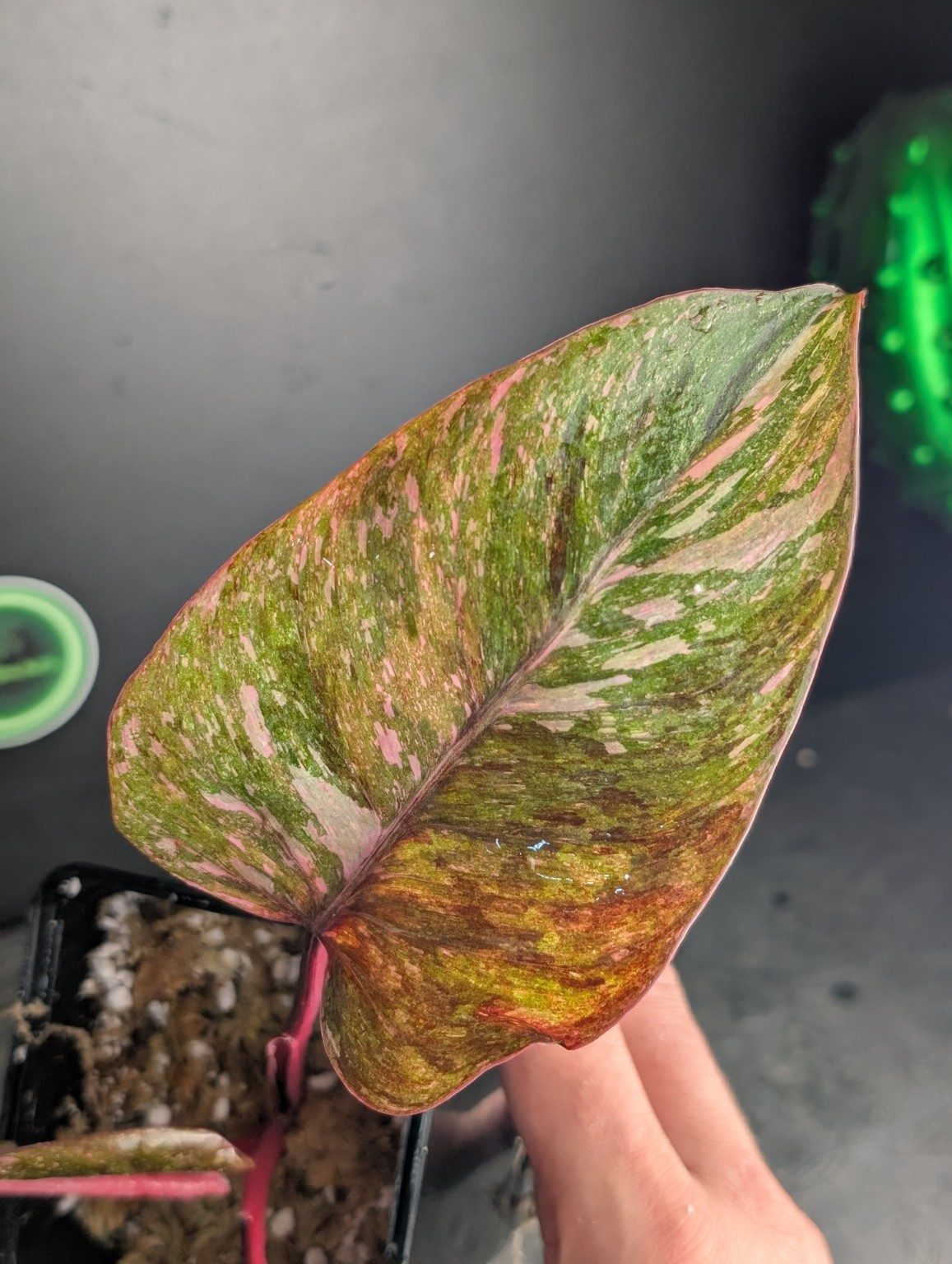 Philodendron Pink Mutation — 001, view 2