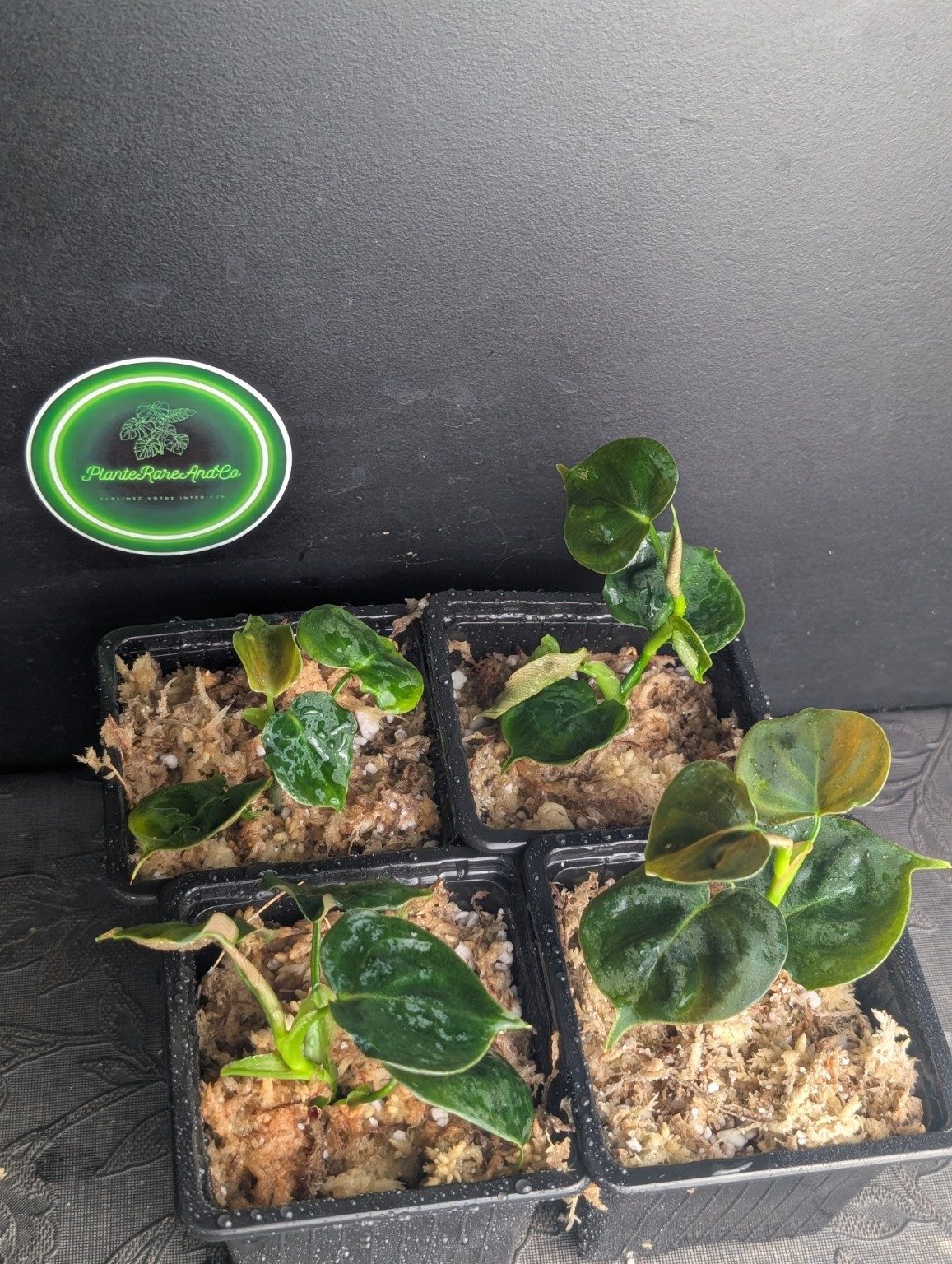 Philodendron lupina, view 2