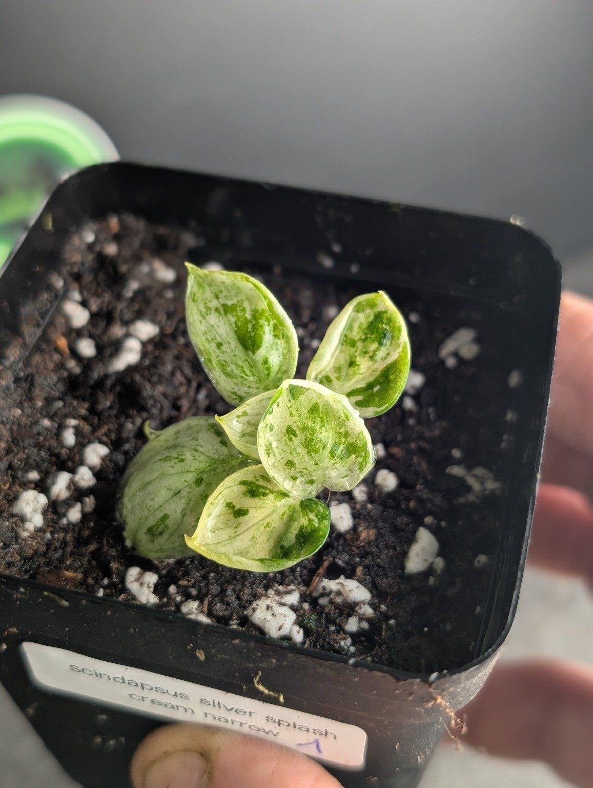 Miniature — Scindapsus Silver Splash Cream Narrow, vue 4