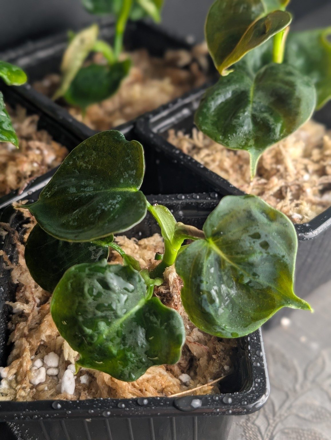 Philodendron lupina, view 3
