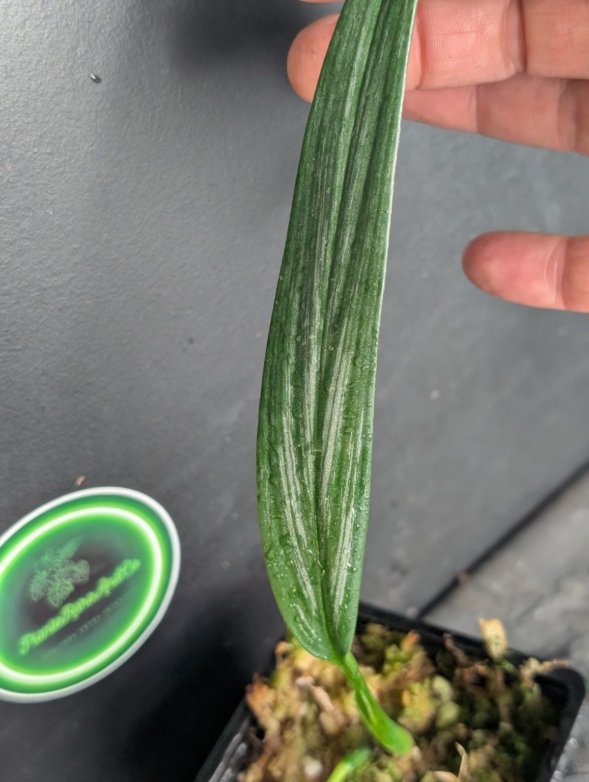 Epipremnum amplissimum Silver Variegated — n°2, Ansicht 2