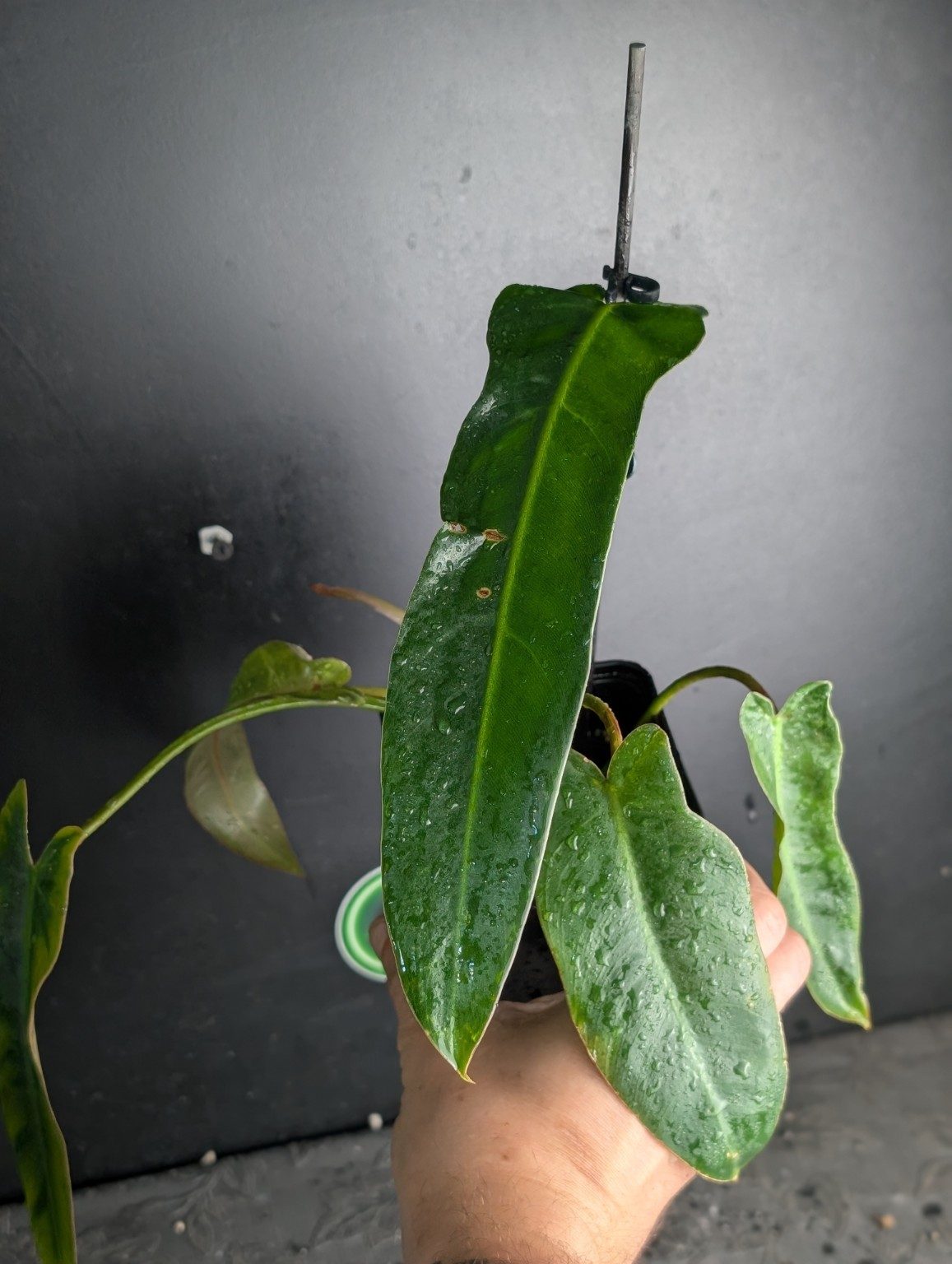 Philodendron spiritus-sancti — plantes uniques octobre 2026 — Spécimen 003, Ansicht 4