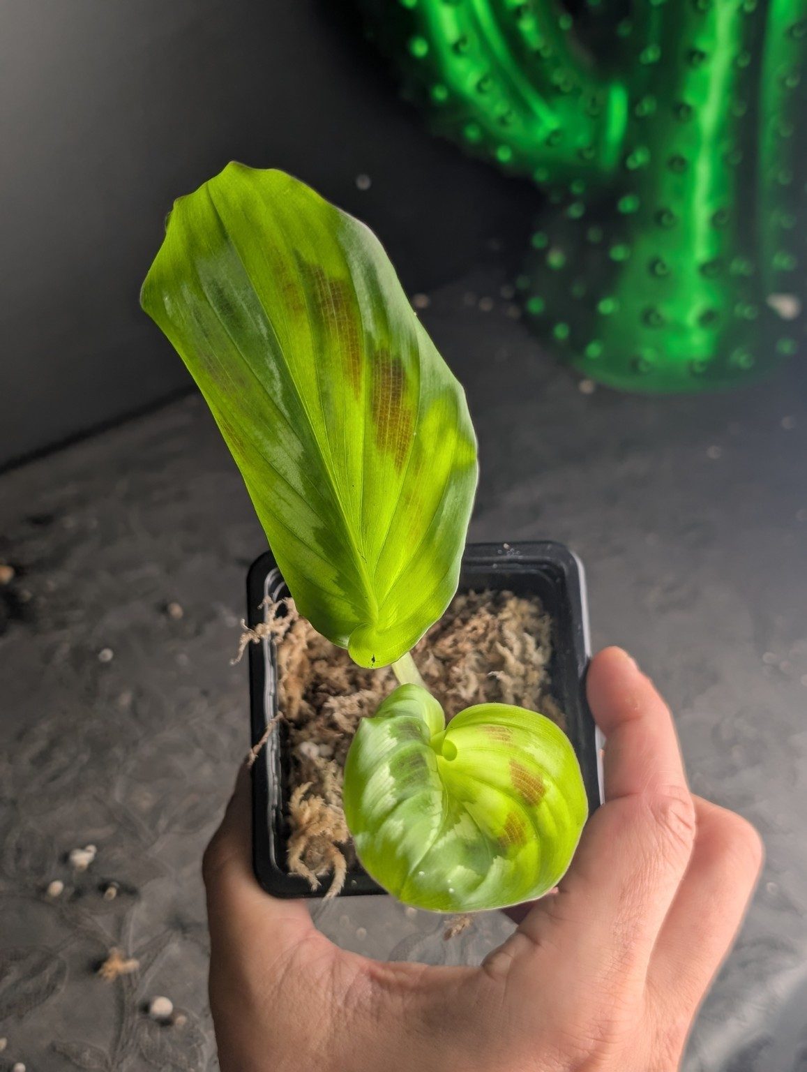 Kaempferia elegans ‘Shazam’ — n°3, Ansicht 2
