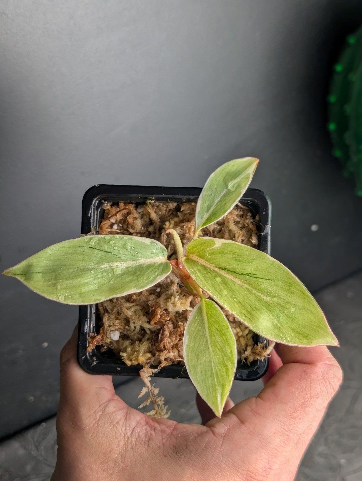 Philodendron Shady Lady — n°1, vista 3