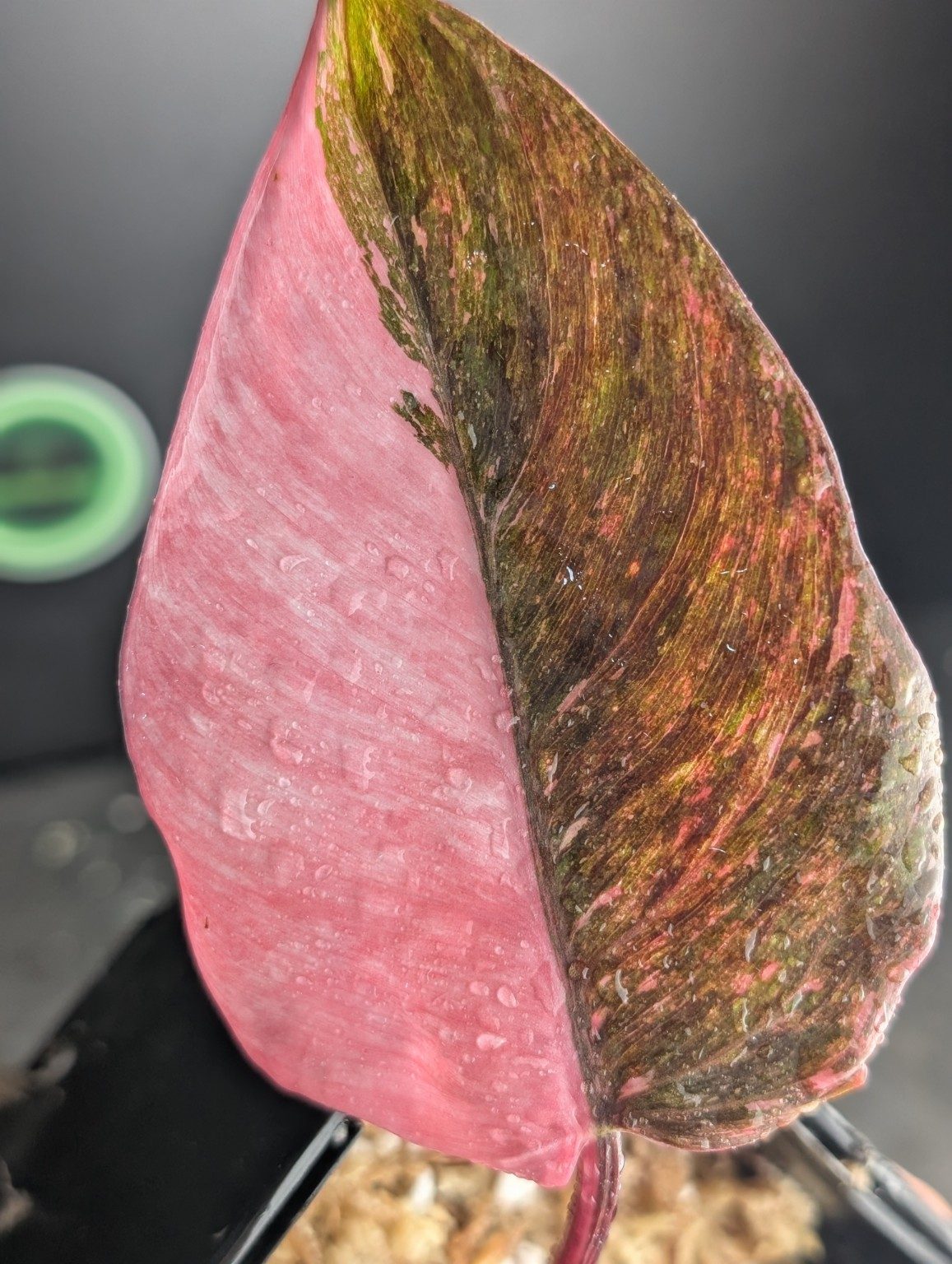 Philodendron Pink Mutation — 001, view 3