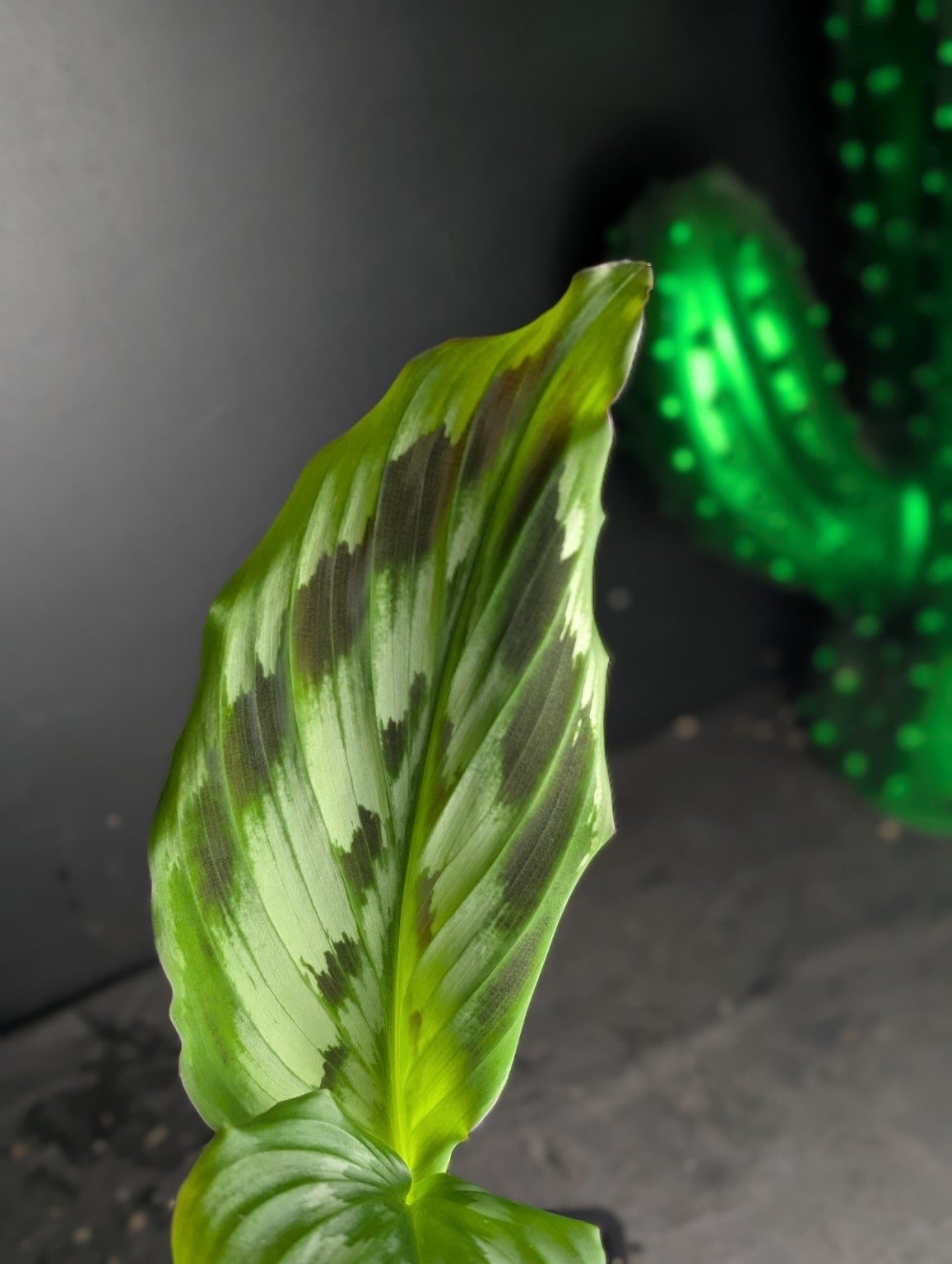 Kaempferia elegans ‘Shazam’ — n°1, Ansicht 2
