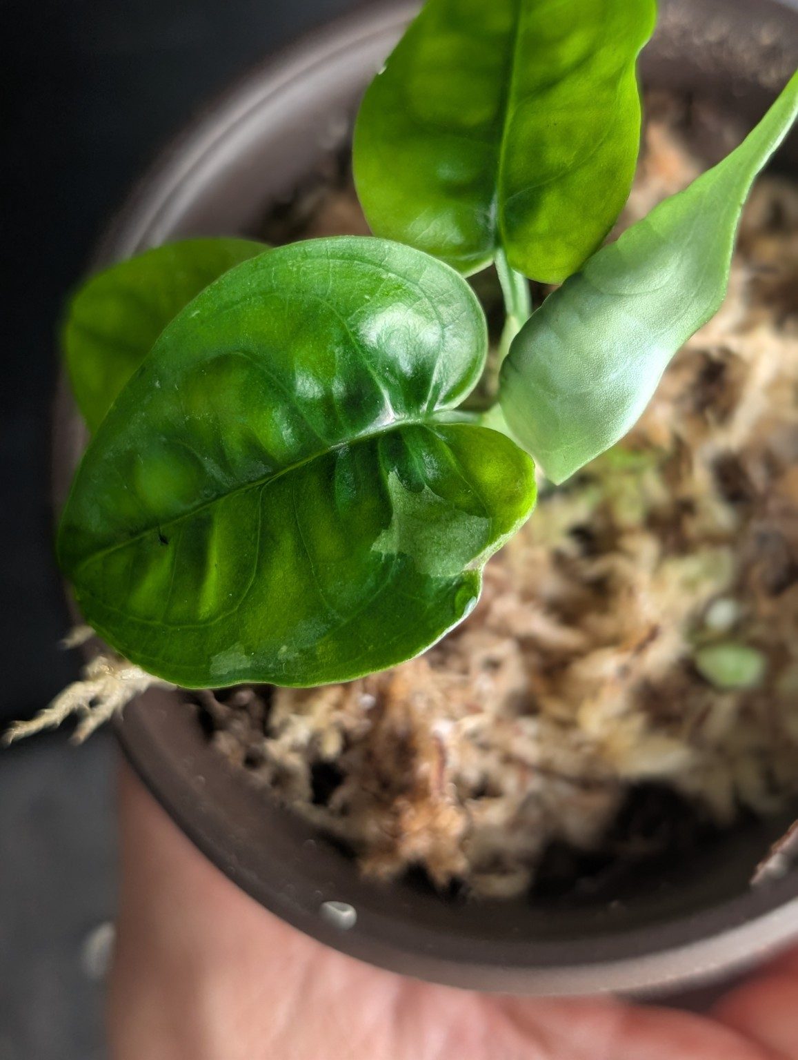Monstera sp. Manaus variegated — Spécimen 1, Ansicht 2