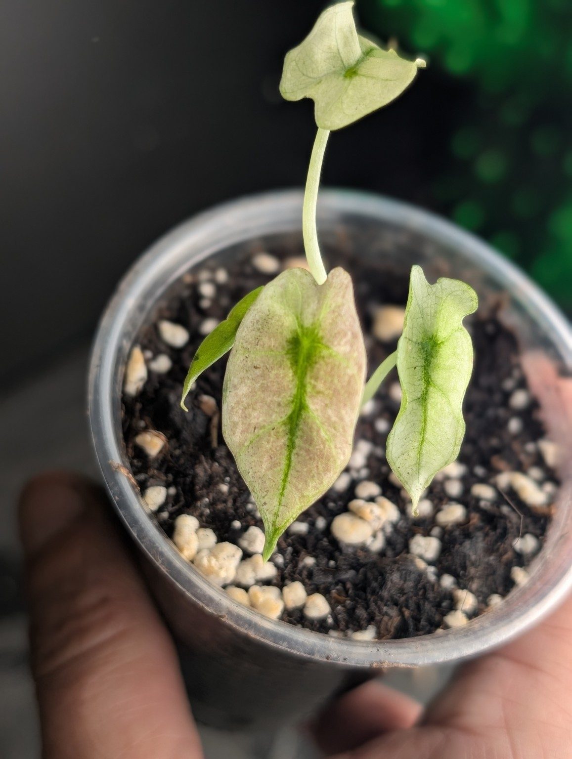 Alocasia Pink Ghost Mint — Exemplar Nr. 3, Ansicht 2